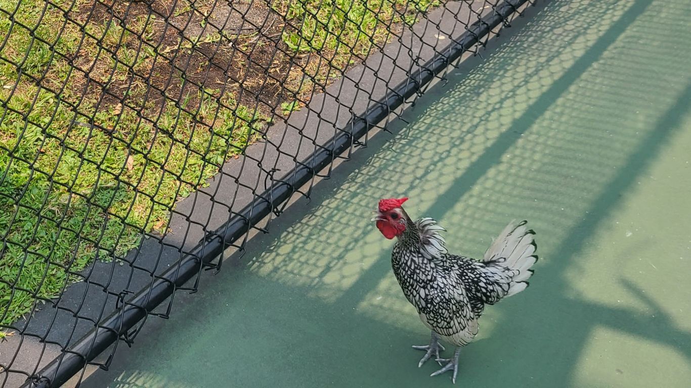 axios.com - Naomi Feinstein - Hollywood searches for missing pickleball rooster