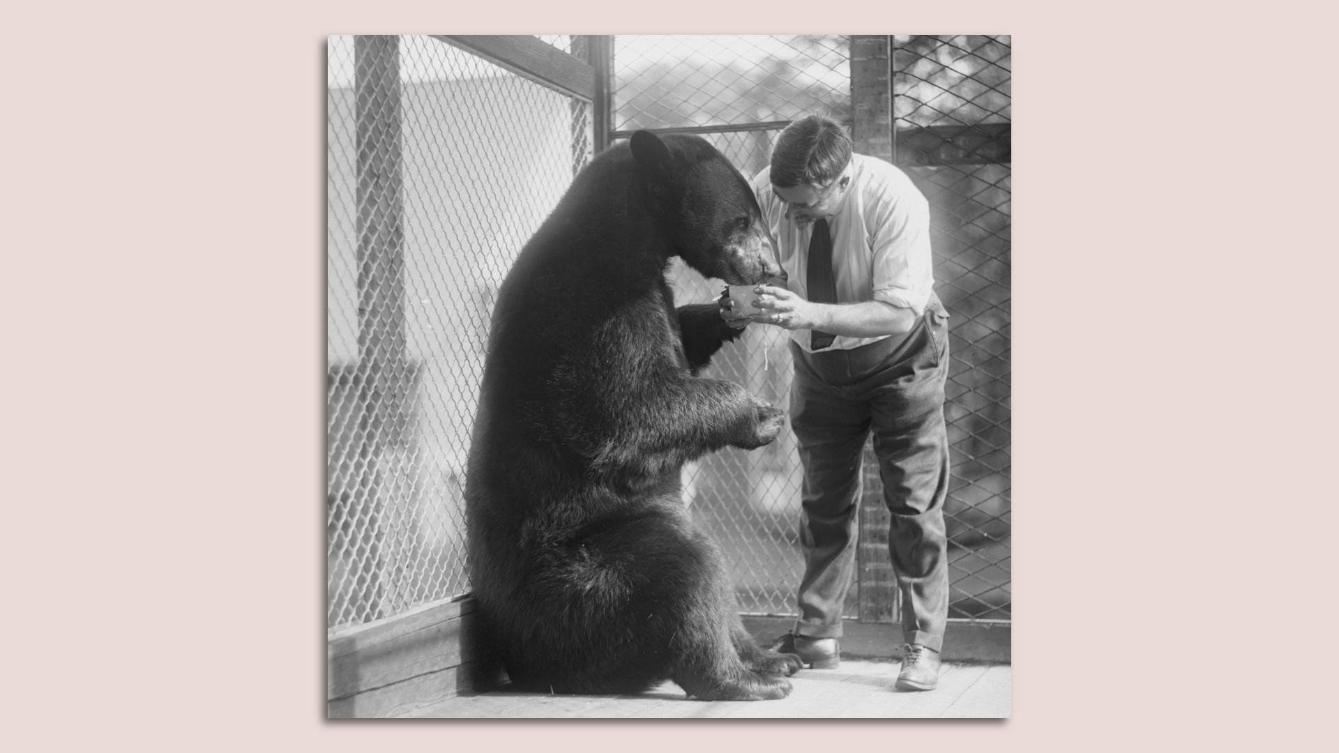A zookeeper feeding a bear