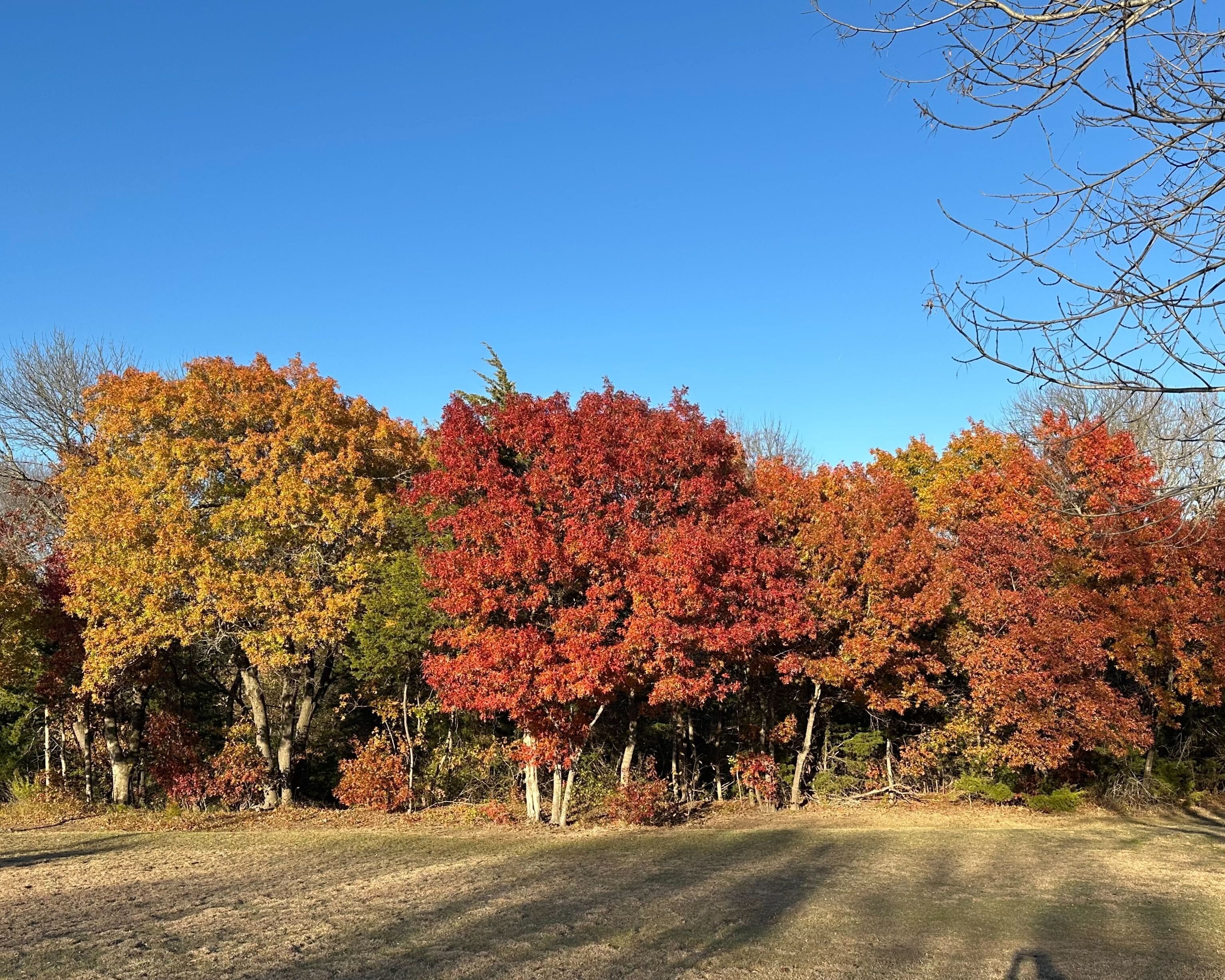 Trees with orange and red hues