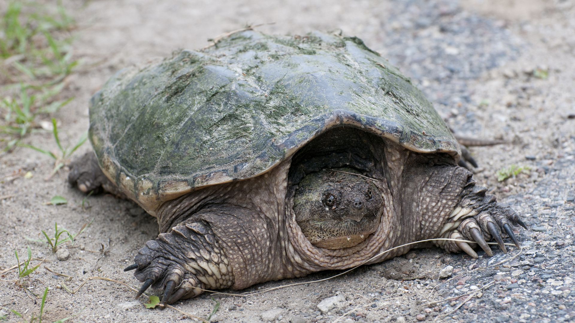 Turtle