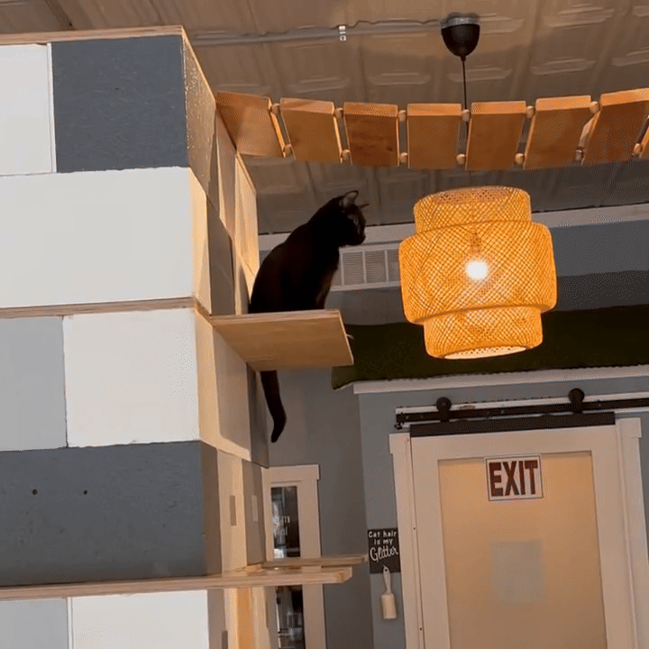 One of the many adorable cats up for adoption at Whiskers Cat Cafe. 