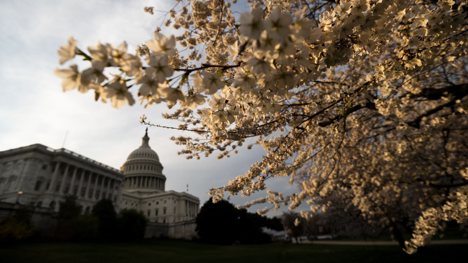 Cherry blossoms at the U.S. Capitol in Washington are lit by the rising sun on Friday, March 20, 2020.