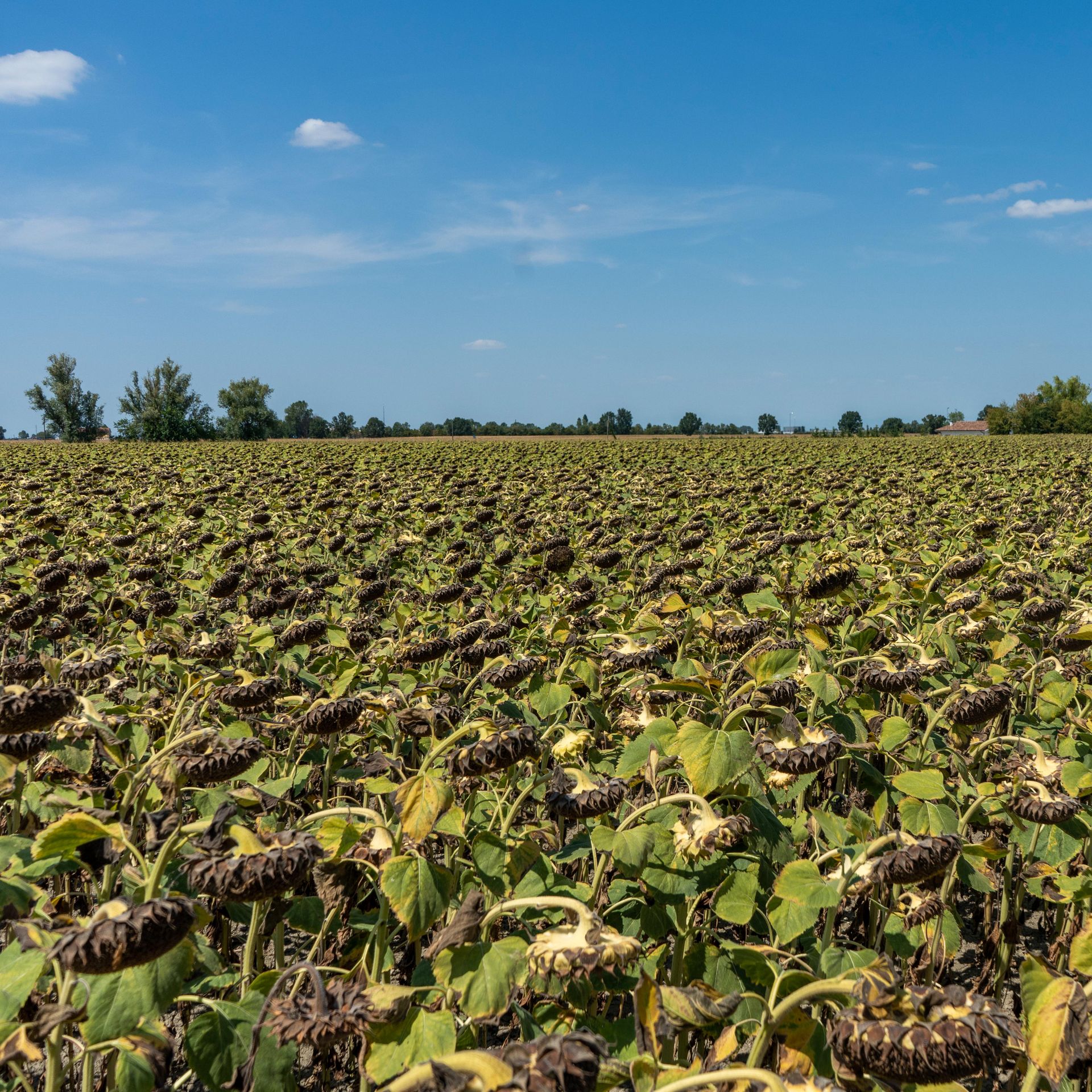 Dried sunflowers in a field near Rovigo, Italy, on August 11. Photographer: Francesca Volpi/Bloomberg via Getty Images
