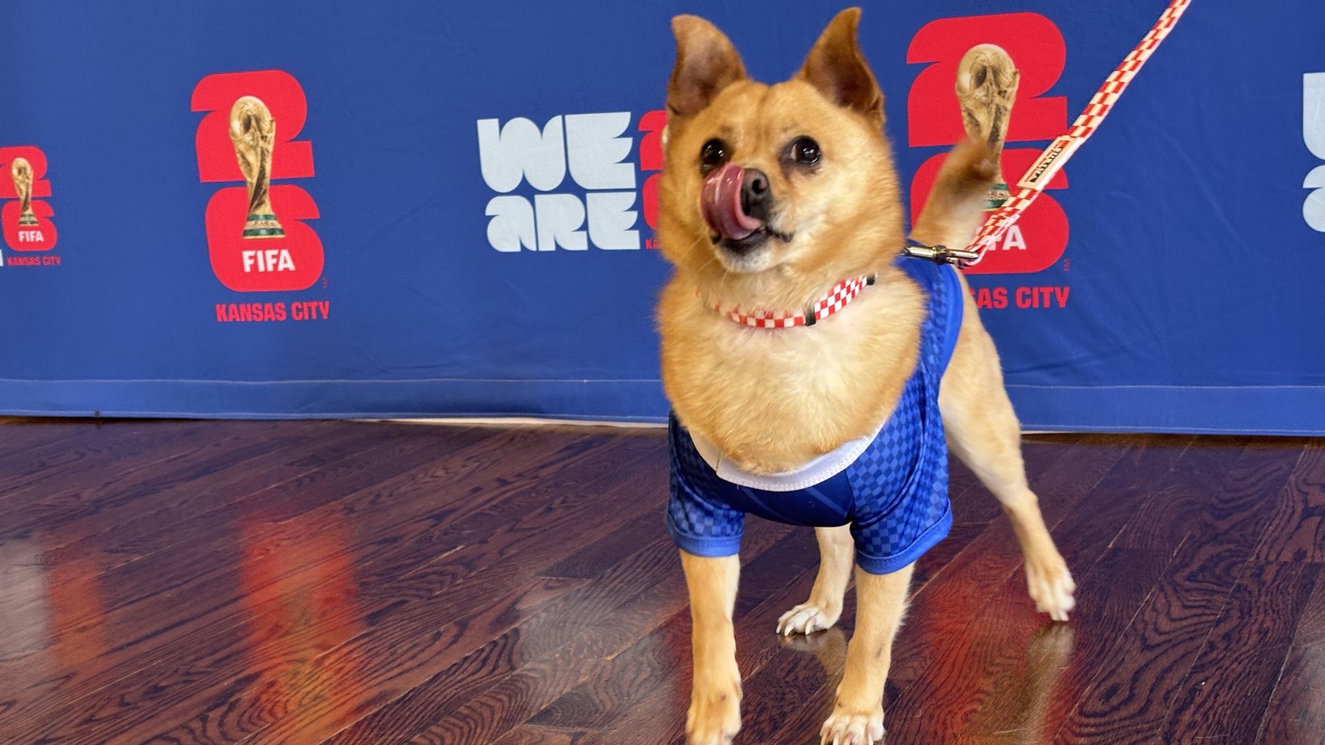 Tan dog in a blue checkered outfit stands on a wooden floor, licking its lips, in front of a blue backdrop with FIFA Kansas City logos.