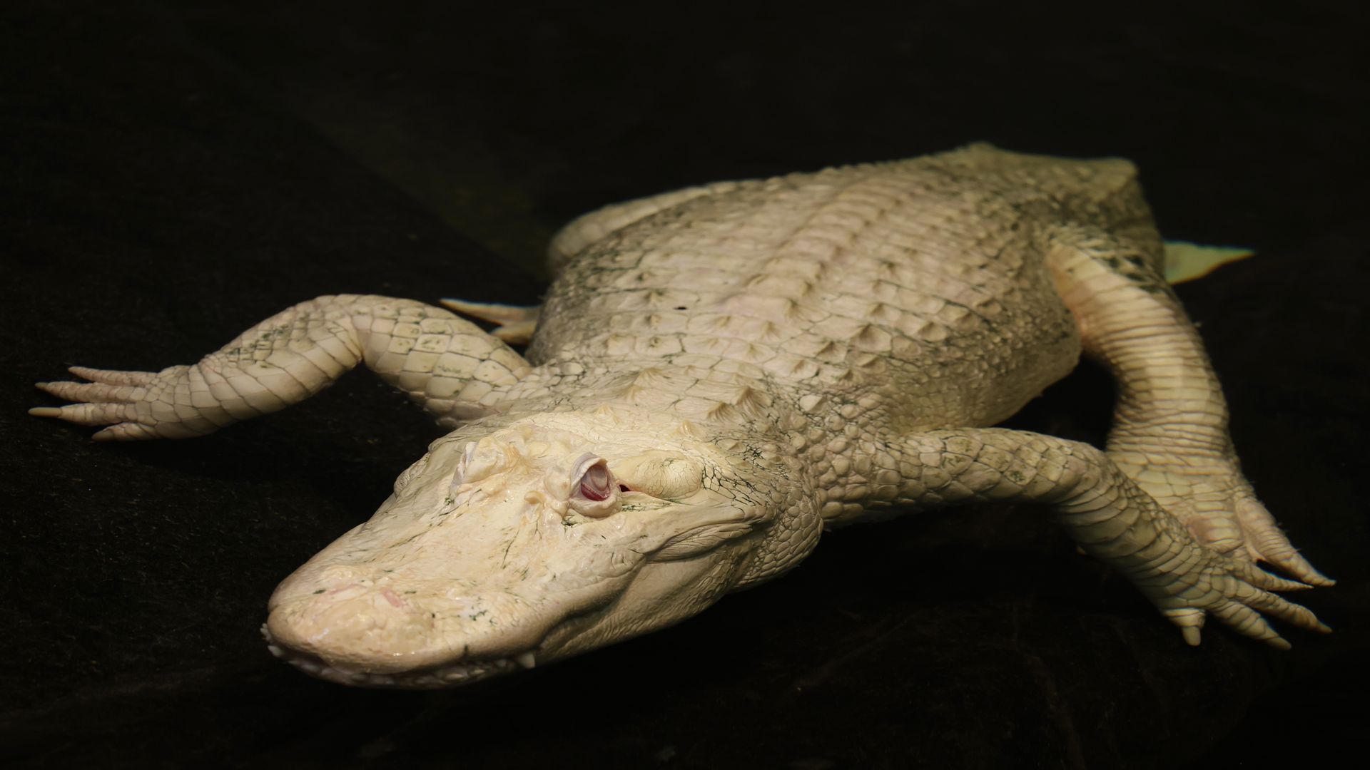 Close-up of a white albino alligator lying on a dark surface, showing textured scales and pink eyes in low light.