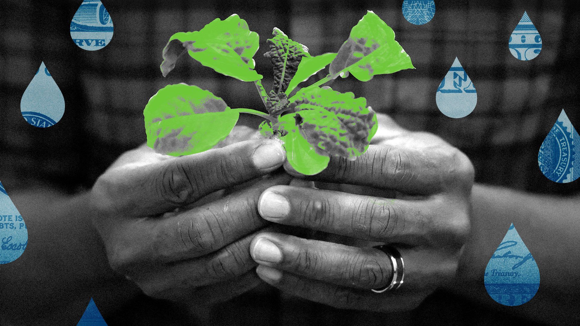 Photo illustration of a farmer holding a plant with water droplets made of money. 