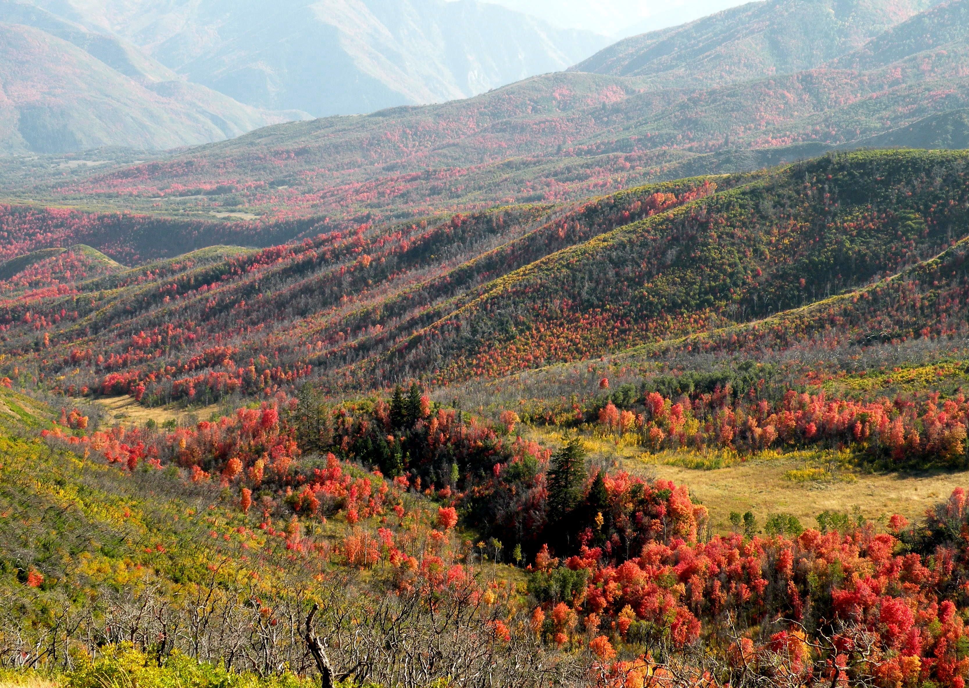 Red and orange trees cover a mountain valley.