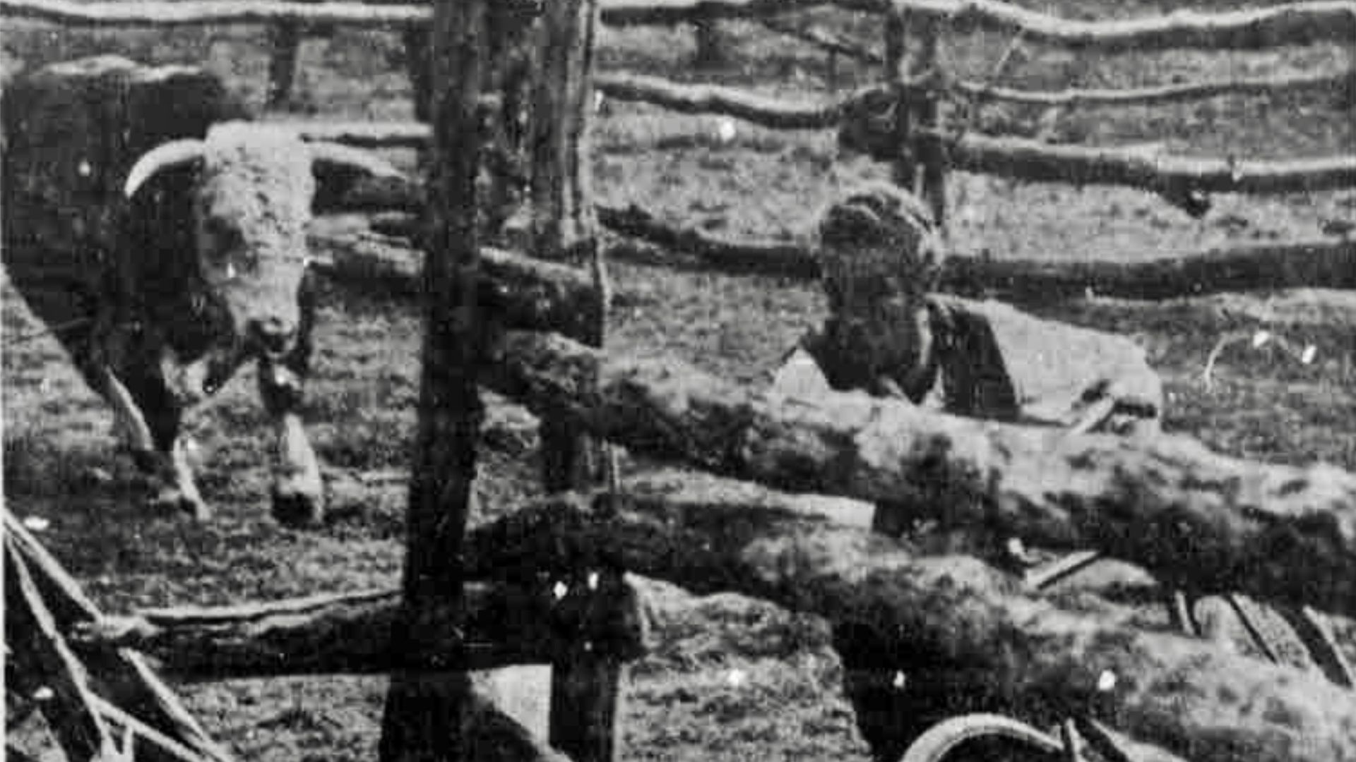 An old newspaper photo of Paul Newman running away from a bull in a corral.