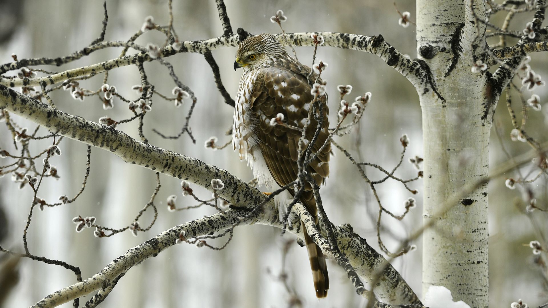 A Cooper's hawk