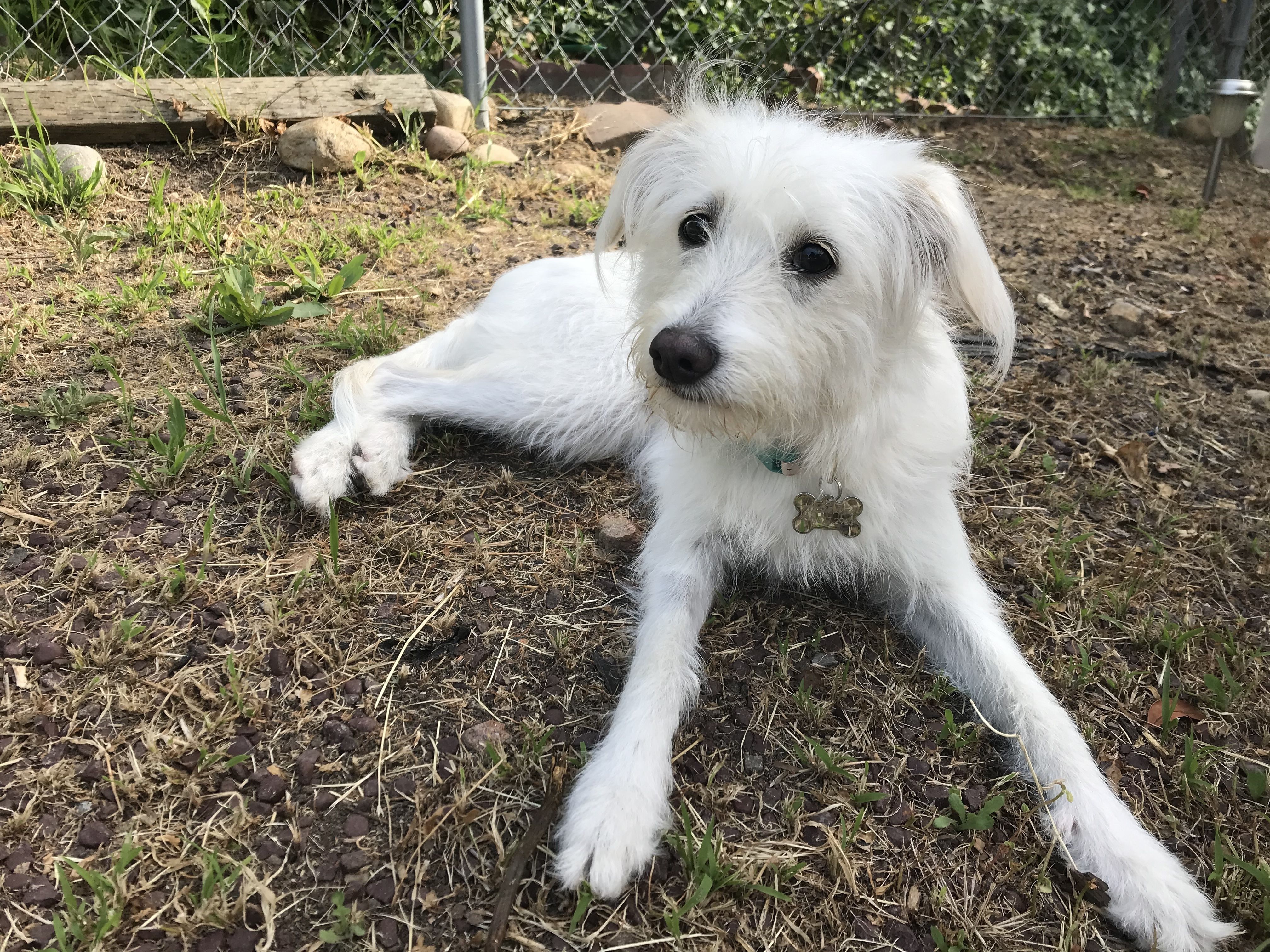 White, fluffy dog lying on dirt in a backyard. Background shows a chain-link fence, rocks, and sparse green plants. The dog wears a bone-tag collar and looks at the camera.
