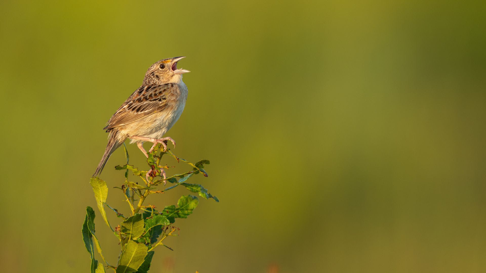 A bird sits on a plant, cawing into the air 