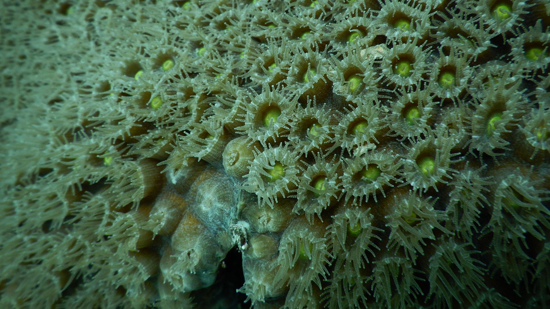 A close-up of polyps of a great star coral colony on a reef near Fort Lauderdale, Florida. 