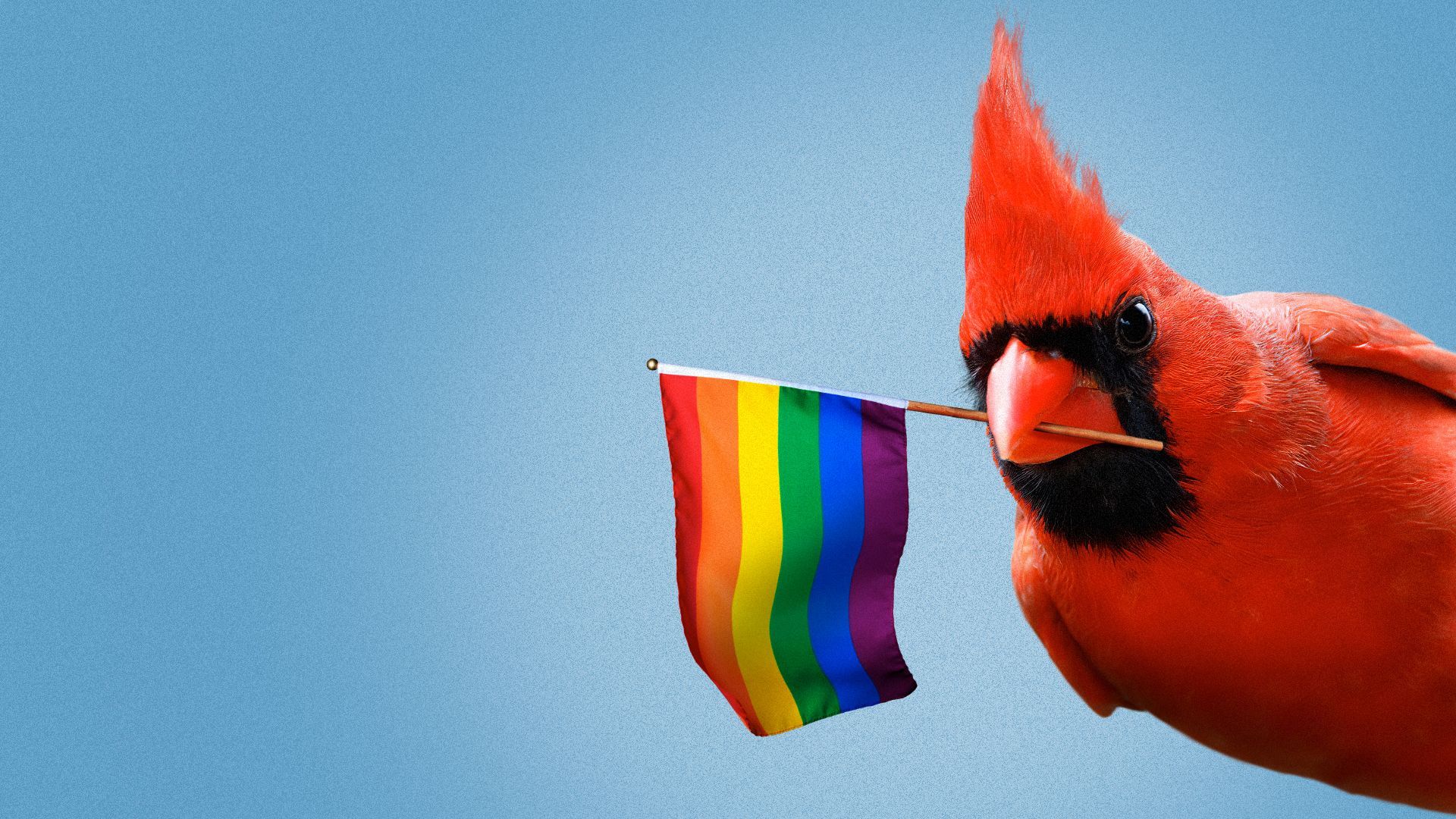 Illustration of a cardinal holding a pride flag in its beak.