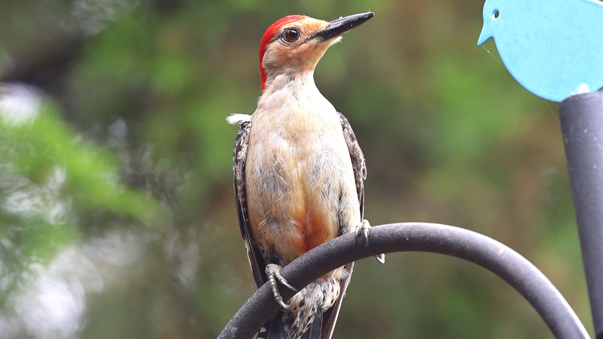 Red-headed woodpecker perched on a dark curved rod, beige body with black and white wings, bright red crown, against a blurred green background with a blue object to the right.