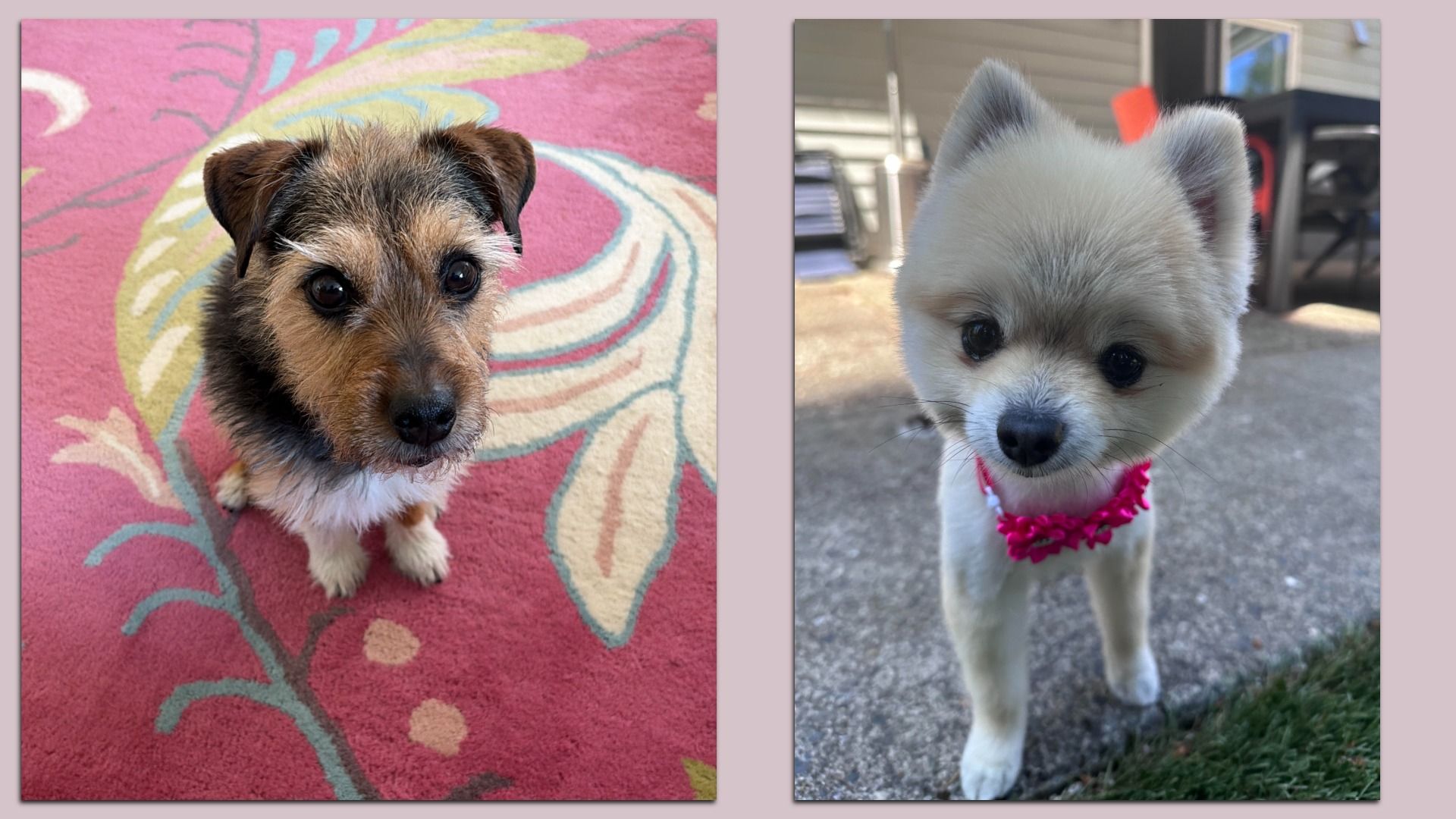 Two dogs side by side: left a brown and black scruffy terrier on a pink patterned rug; right a white fluffy Pomeranian with gray shading, wearing a pink collar outdoors.