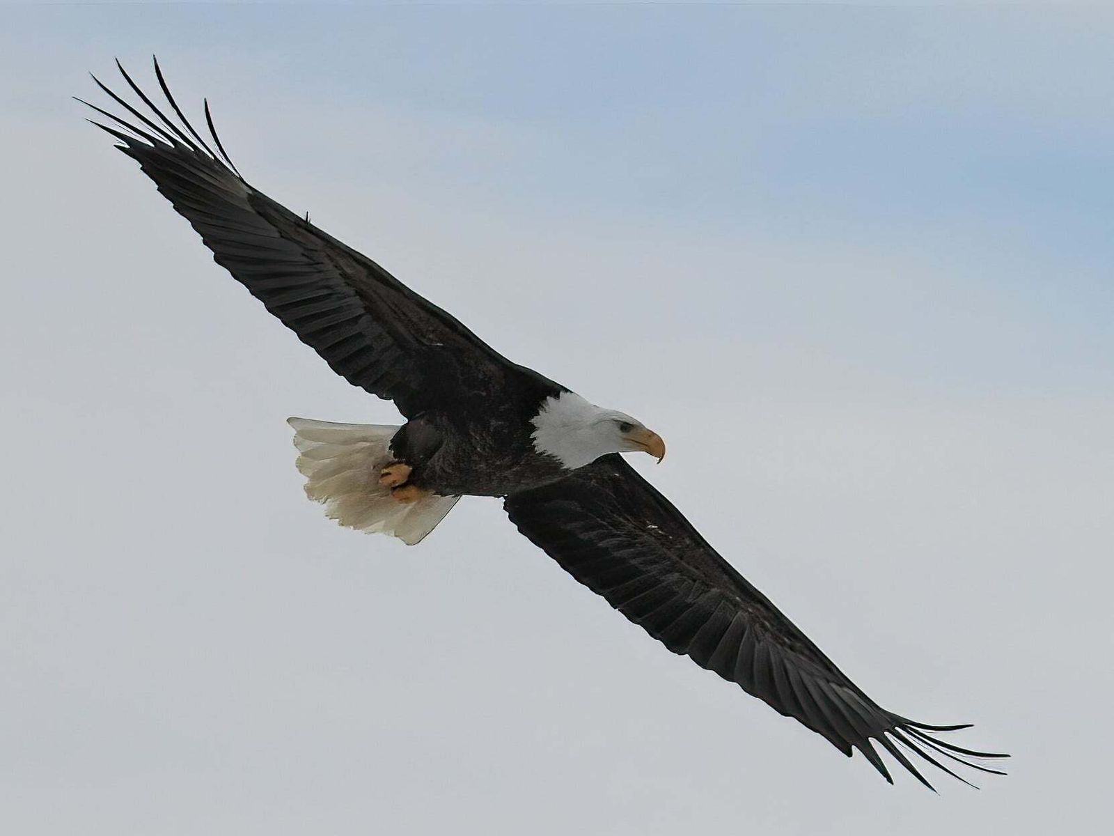 Bald Eagle & Cardinal near the Iowa River, South of Iowa Ci…