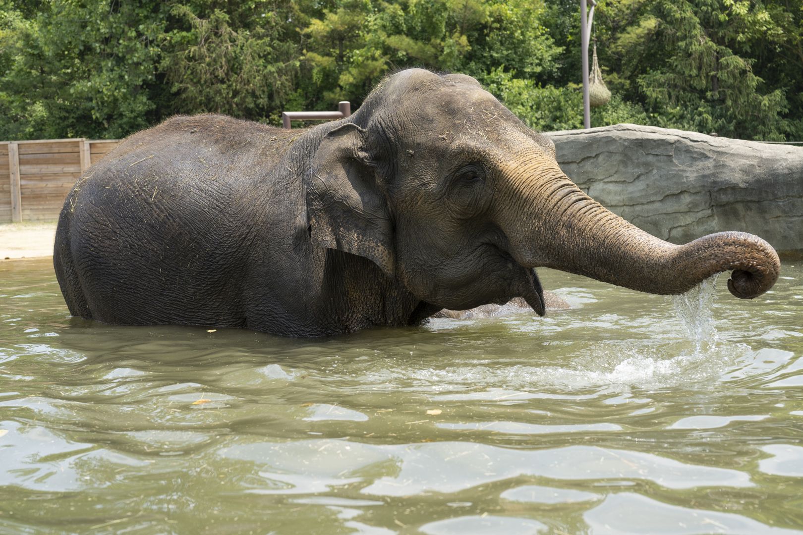 Phoebe the elephant splashes in a pool with her trunk outstretched