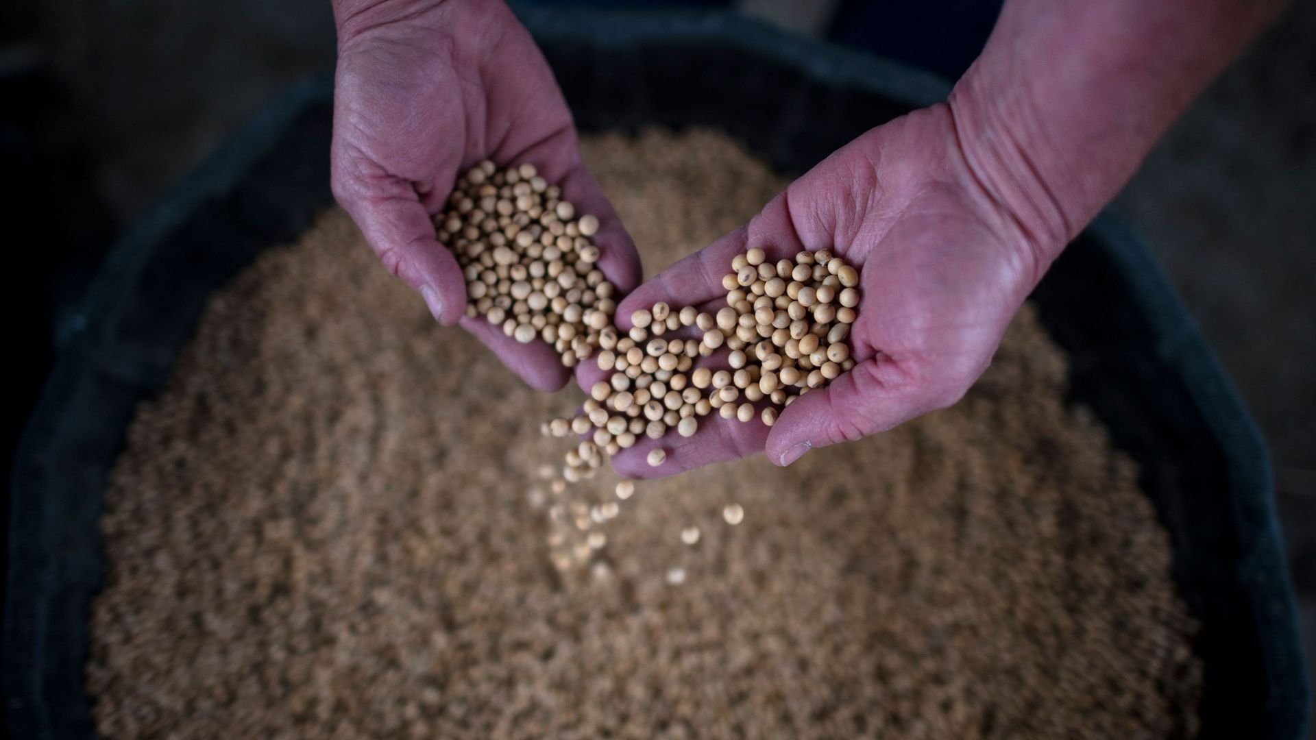 An American farmer holding his soybean crop