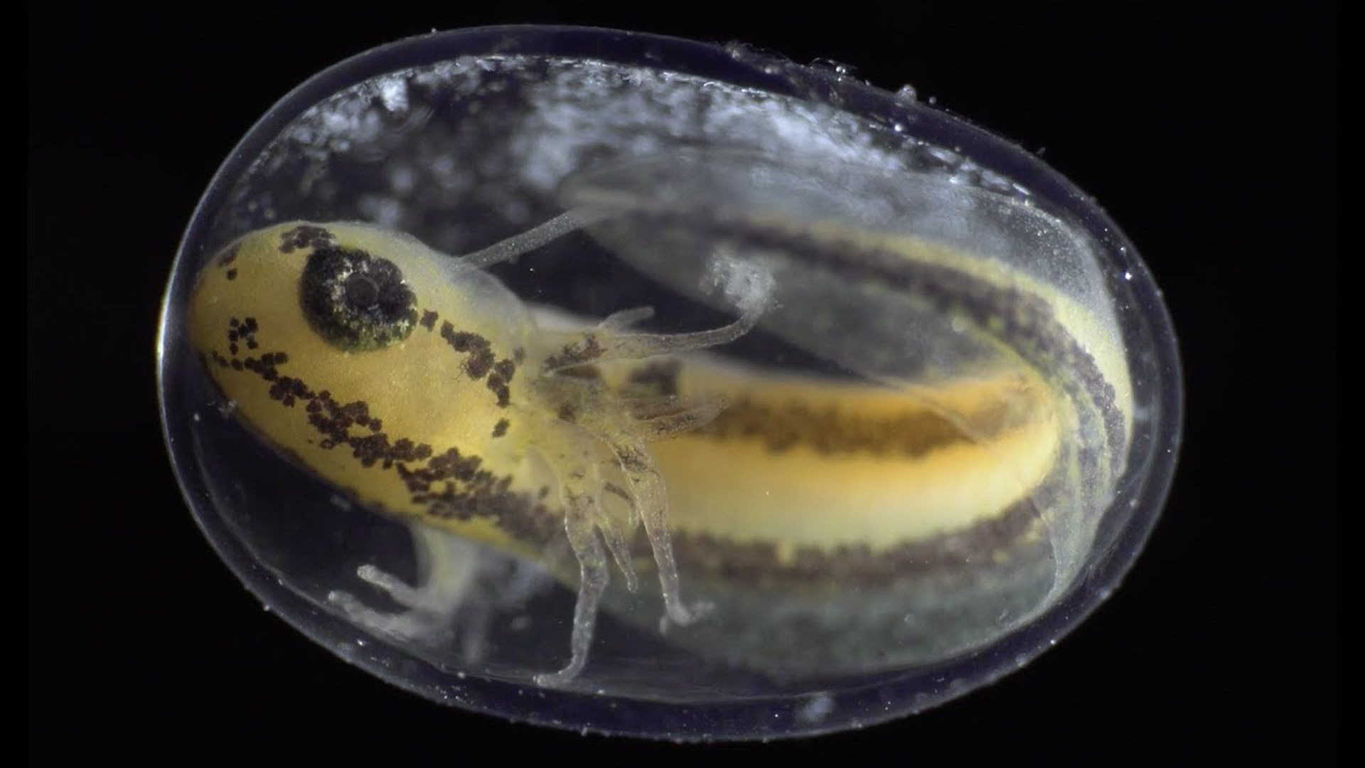 A tadpole in a transparent sac on a black background
