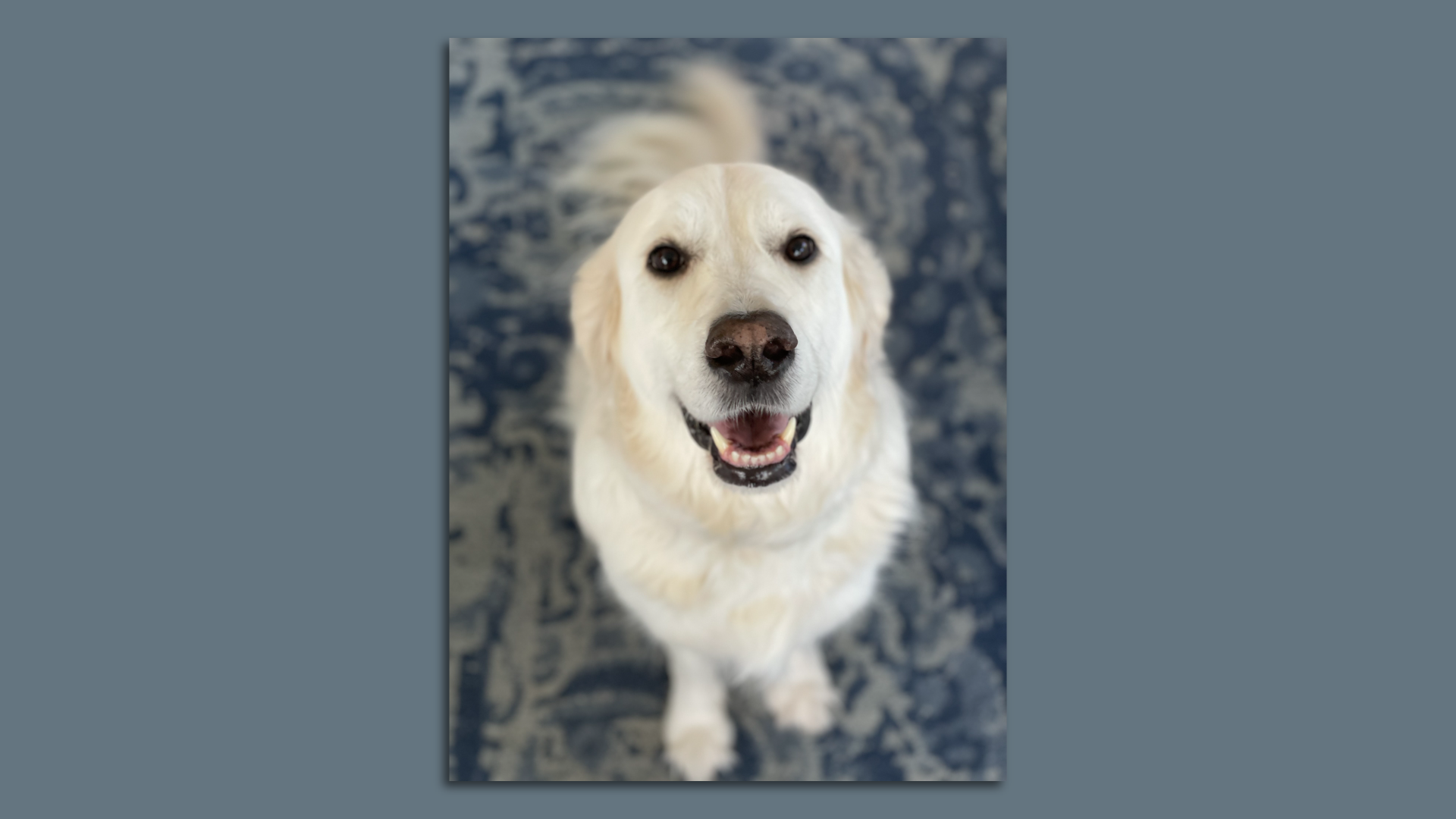 Photo of a sitting golden retriever with a smile on his face