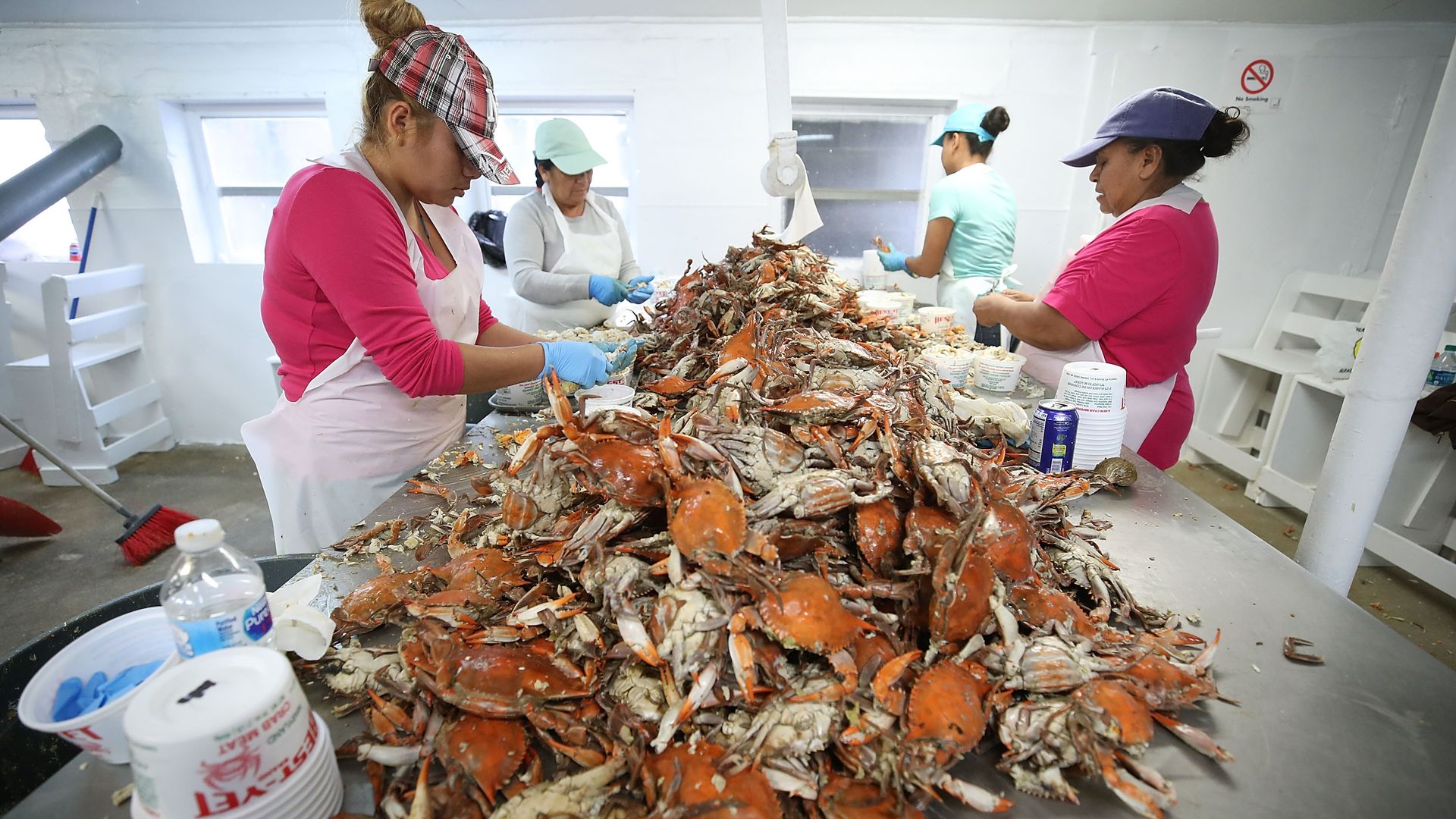Pickers at the W.T. Ruark Seafood Co., in Hoopers Island, Maryland. Photo: Mark Wilson/Getty Images