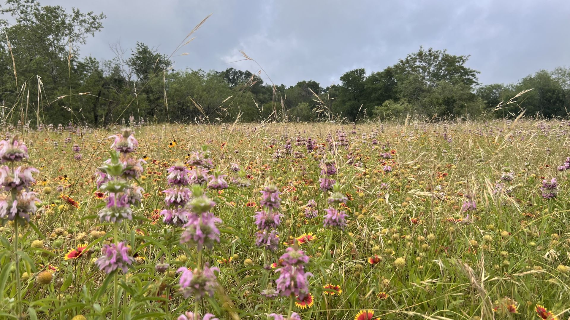 Meadow filled with pink-purple wildflowers and yellow centers, tall grasses in the foreground, a tree line in the distance, and a cloudy blue-gray sky overhead.