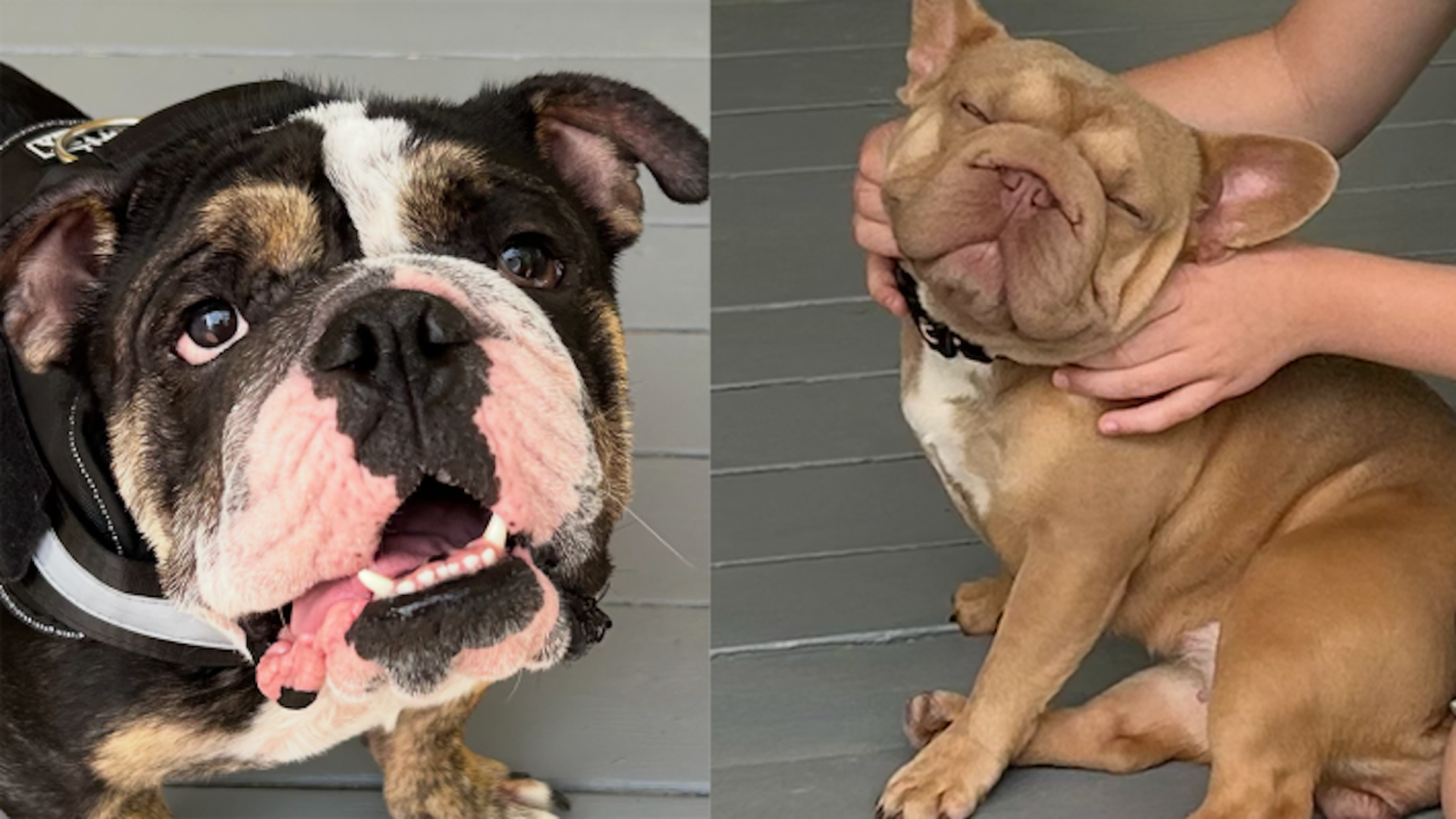 Two bulldogs side by side: left a black, white, and tan bulldog with its mouth open; right a tan bulldog being gently held by a person, head tilted back and eyes closed.