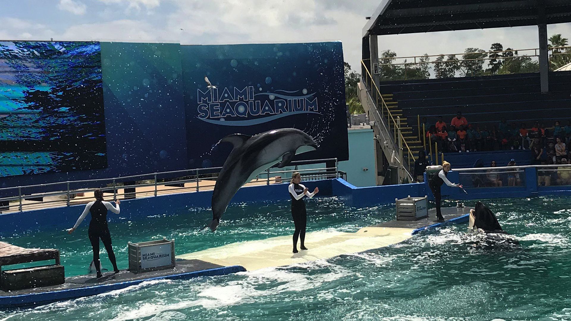 Three trainers and dolphins doing tricks at the Seaquarium.