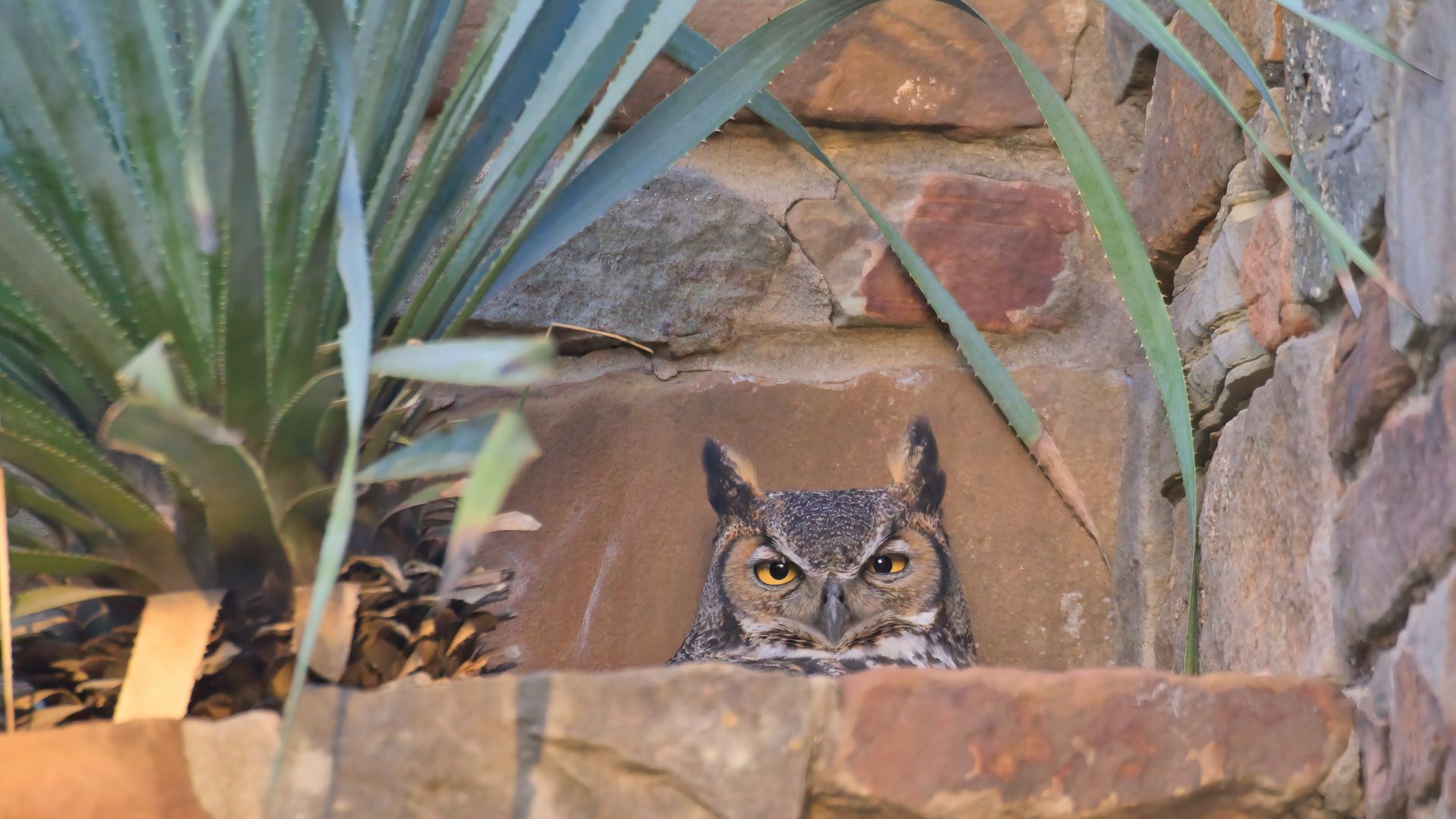 A photo of an owl in a planter.
