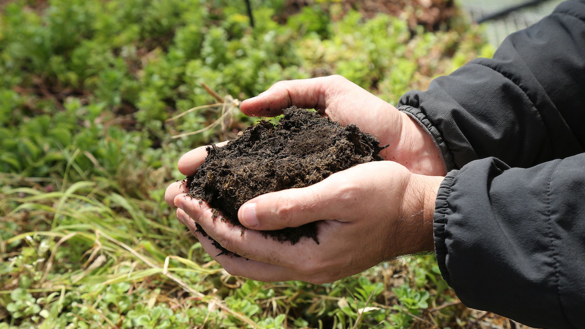 A pair of hands holding rich dark soil outdoors, with green plants and blurred grass in the background; the person is wearing a dark jacket.