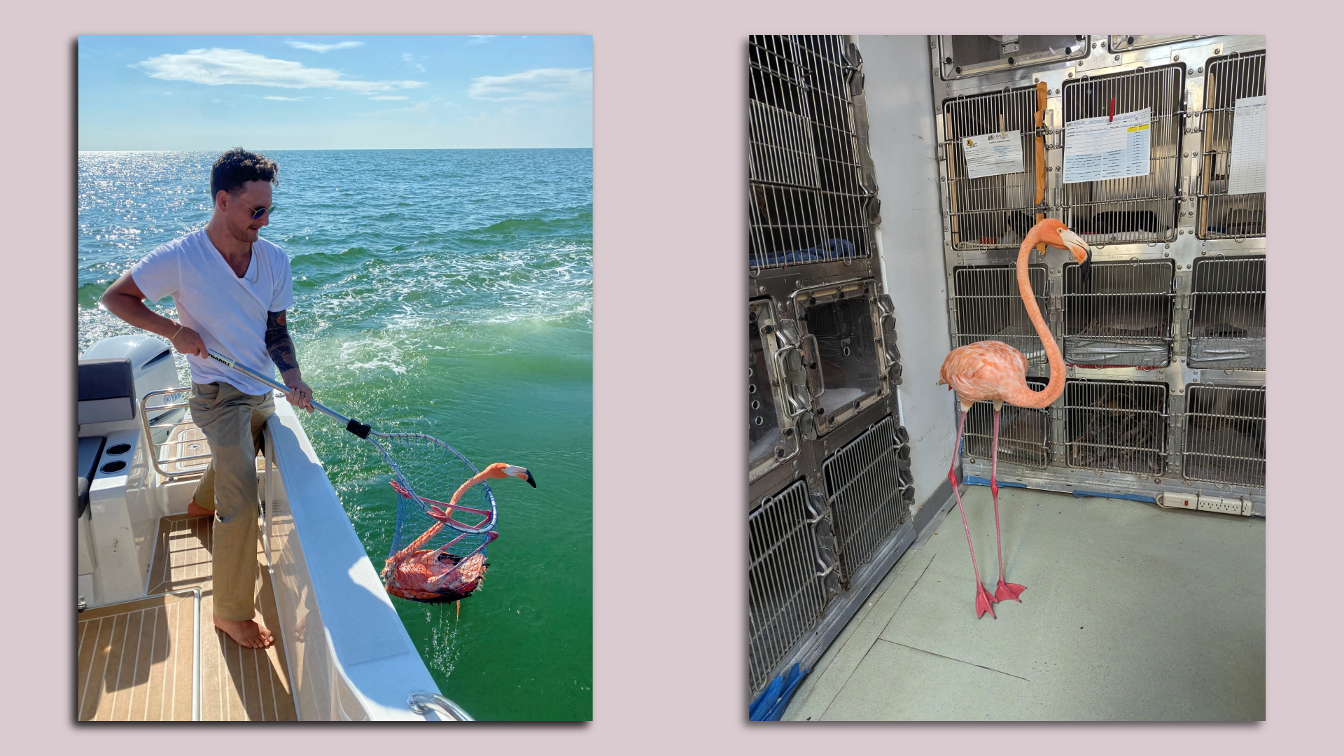 On the left, a man in a white T-shirt on a boat holds a net with a hot-pink flamingo folded up inside. On the right, the flamingo stands in a room with cages in the background.