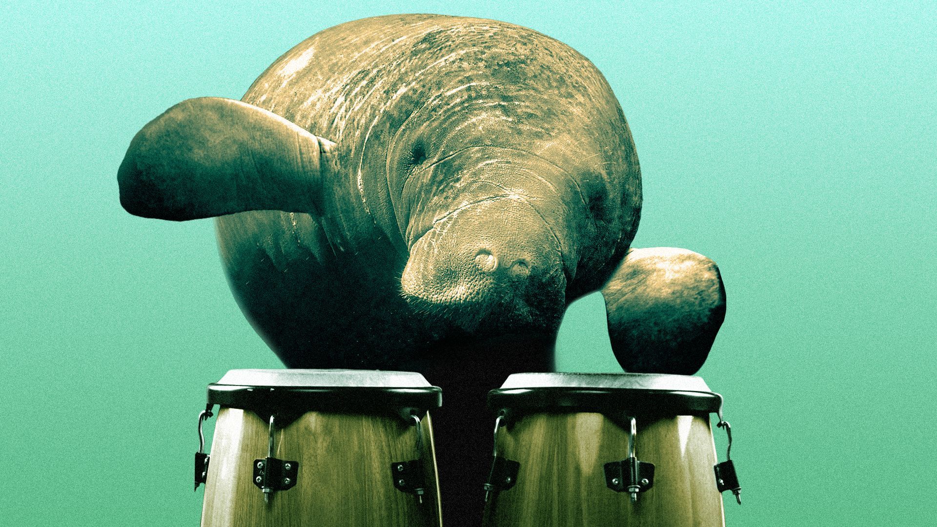 Illustration of a manatee playing the bongos.