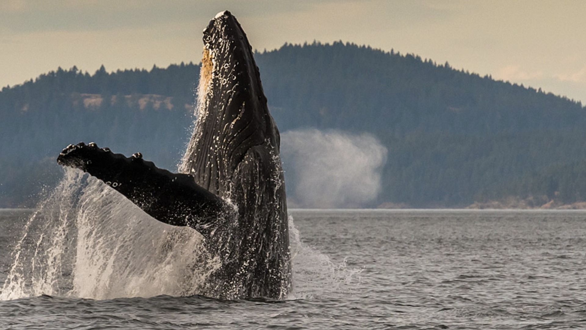 A huge whale breaches the water. 