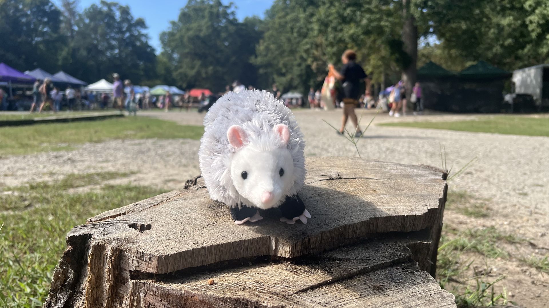 A stuffed animal possum on top of a tree stump with tents in the way back behind it.