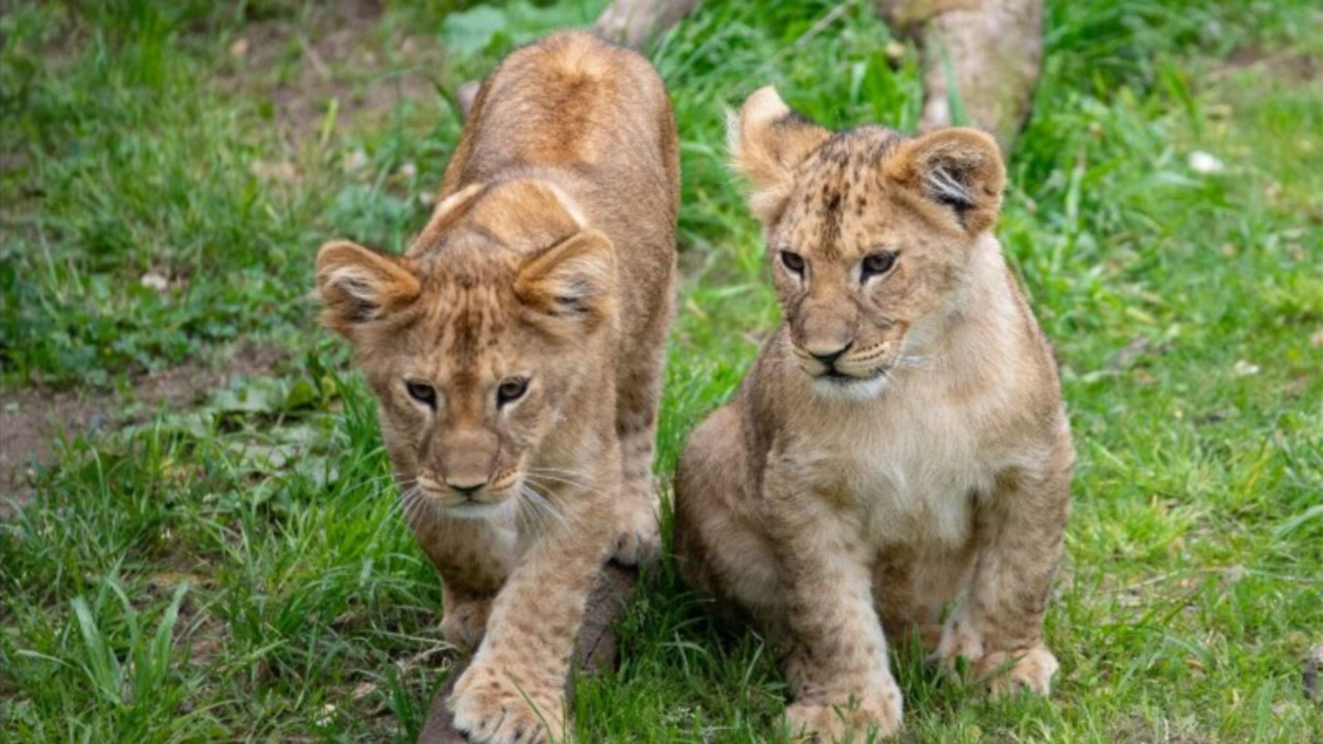 Two tawny lion cubs prowl and lounge in the grass. 