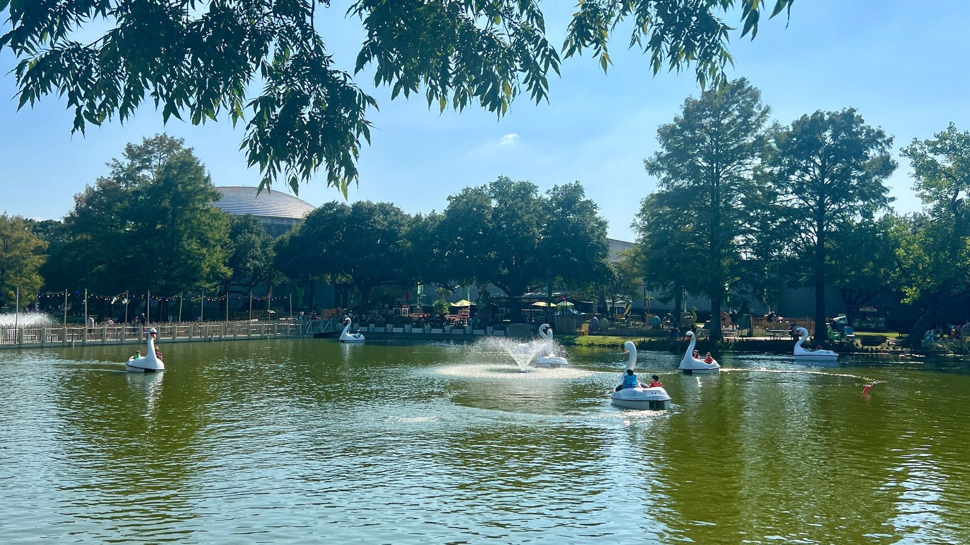 Swan boats on water