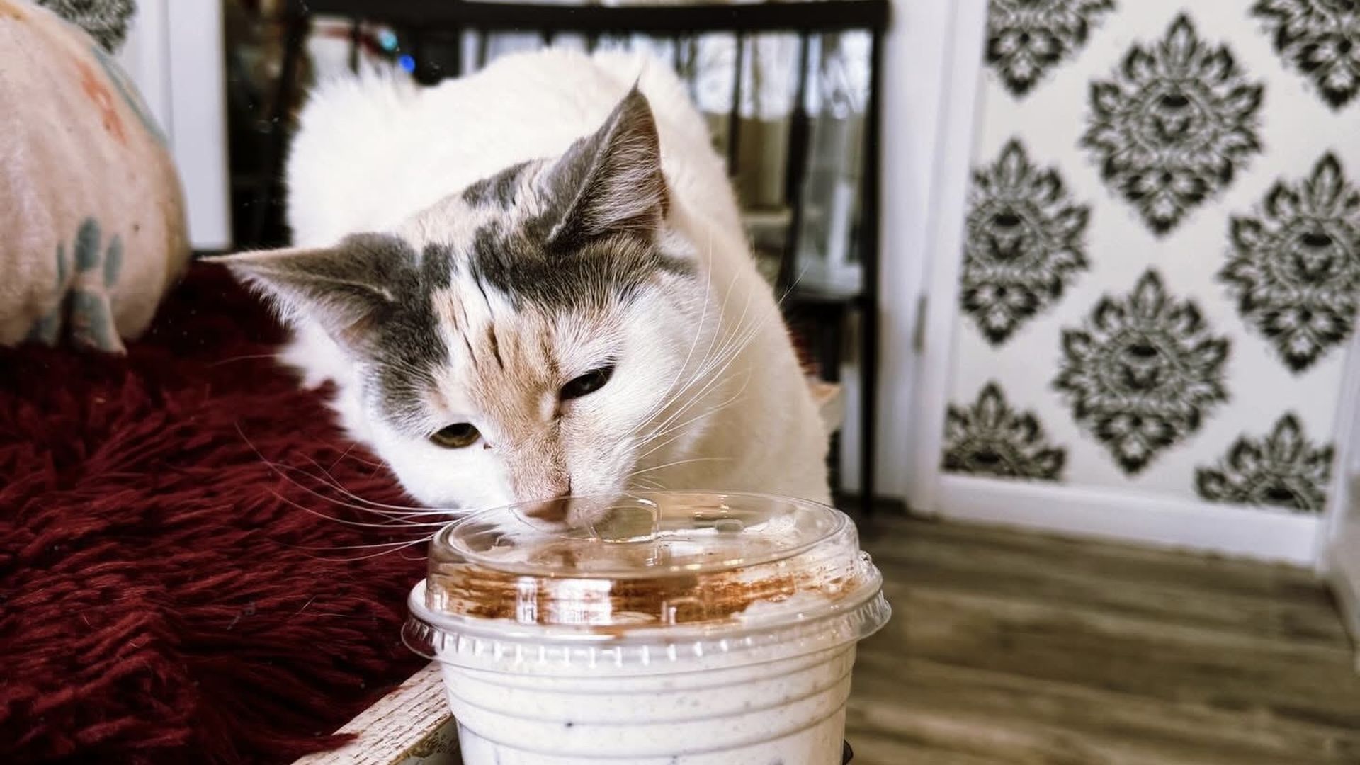 A white cat looks at a coffee in a cat cafe. 