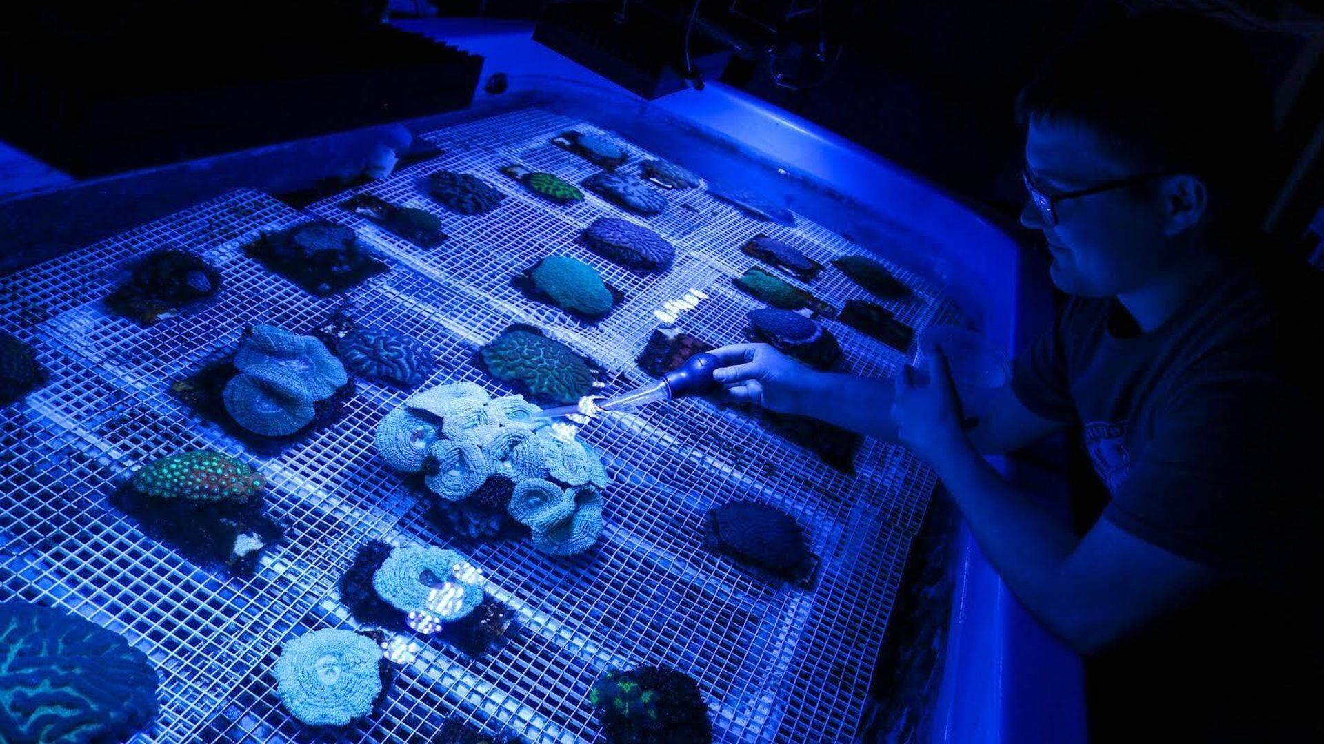 A keeper feeds coral at the Blank Park Zoo.