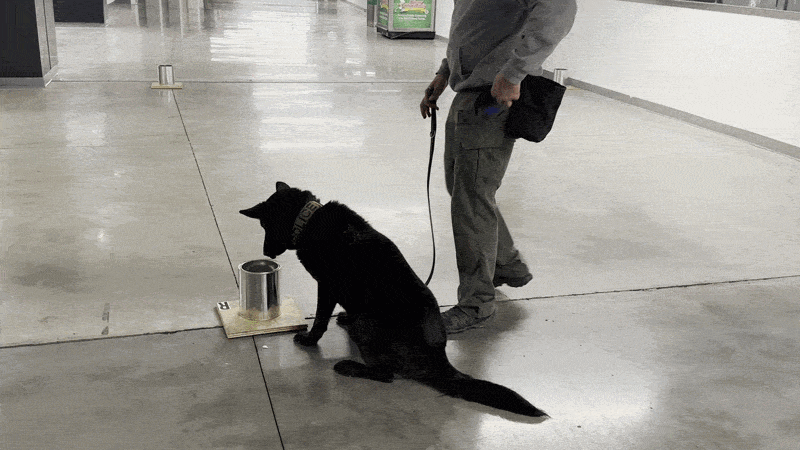 A black dog is rewarded with a ball after detecting explosives.