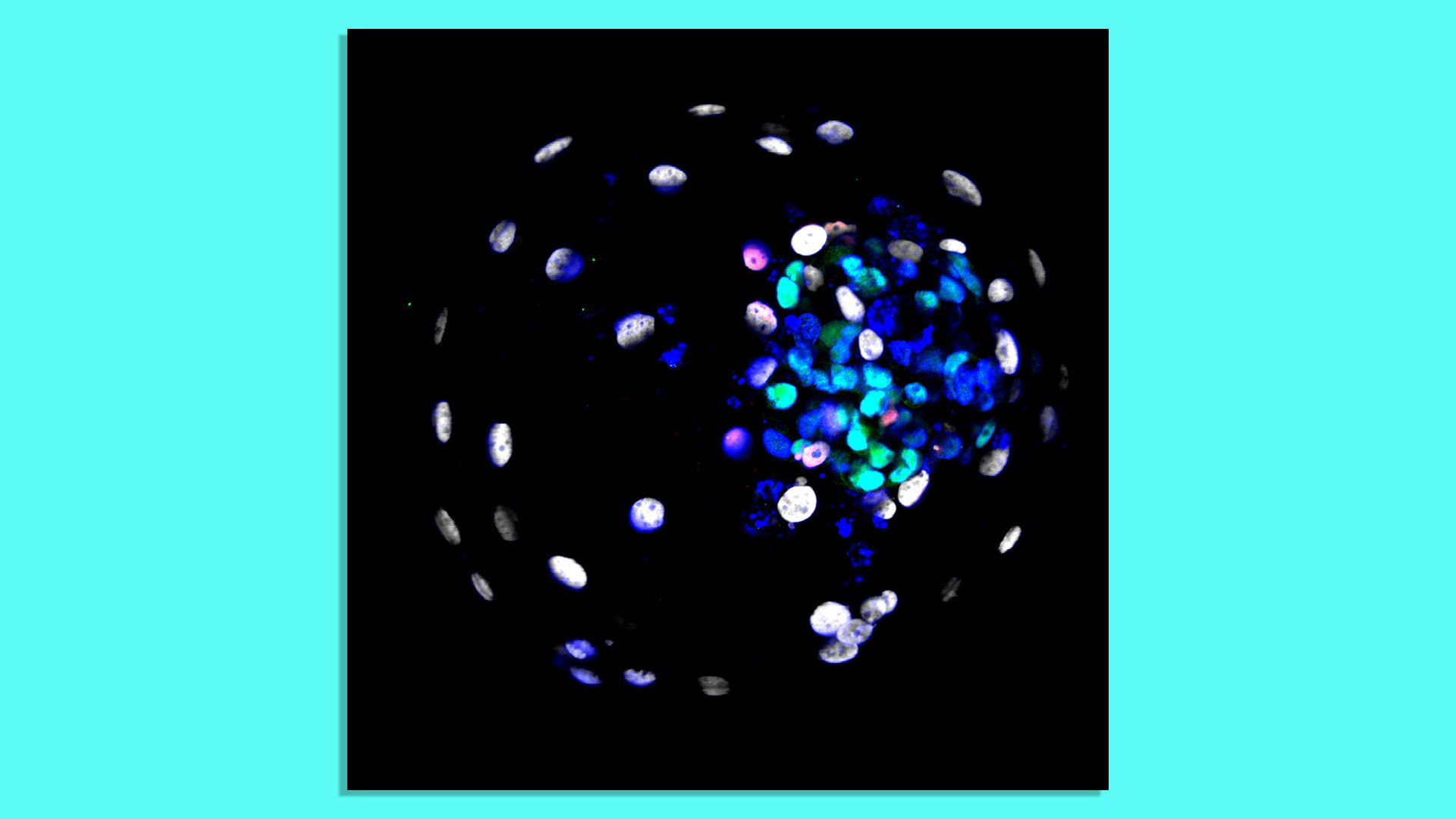 Fluorescence microscopy image of a human blastoid