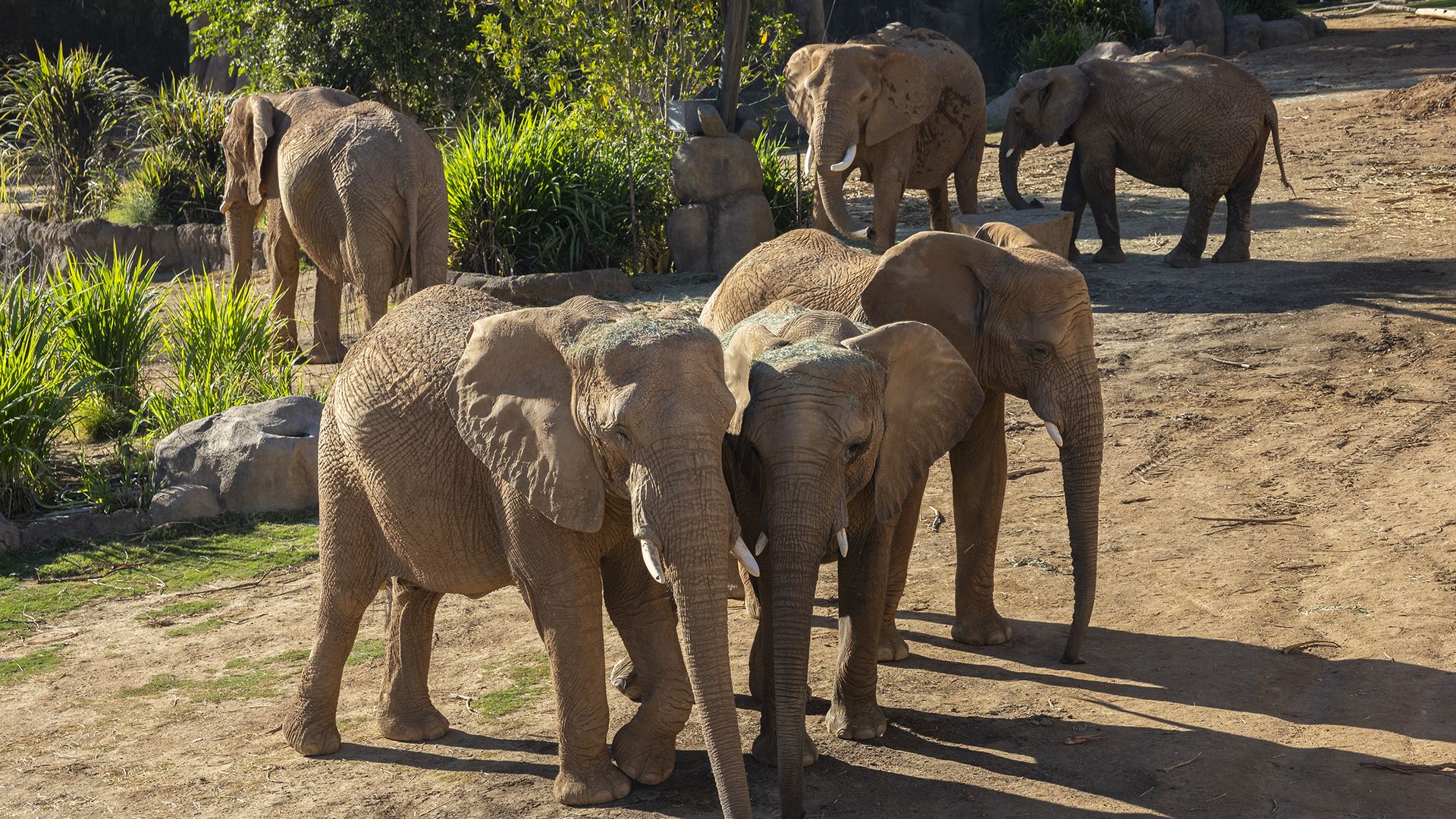 Group of six elephants standing on dusty ground near green bushes and rocks in sunlight casting shadows.