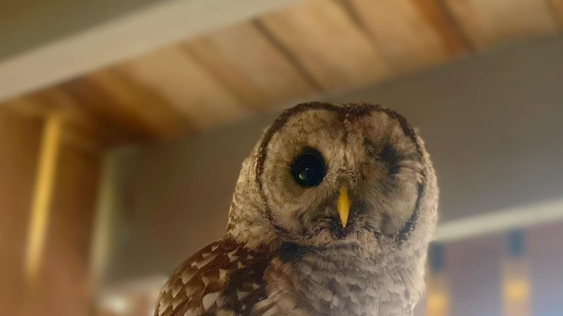 A one-eyed barred owl named Owen is perched on a pole in rehab at Cape Ann Wildlife.