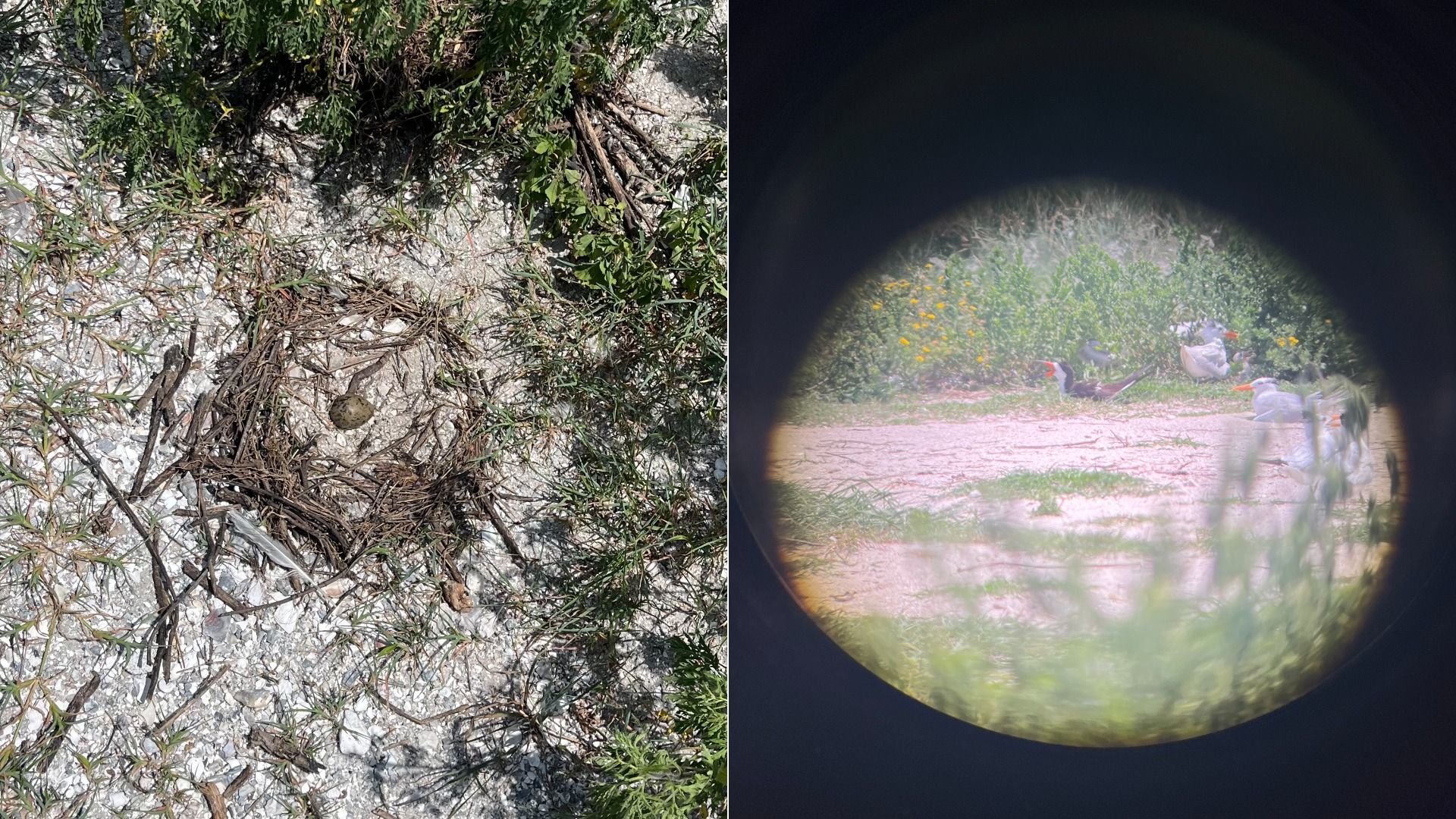 Two photos side-by-side, one showing a nest in the sand with a brown-speckled egg, the other showing several white birds and one black bird through a spotting scope.