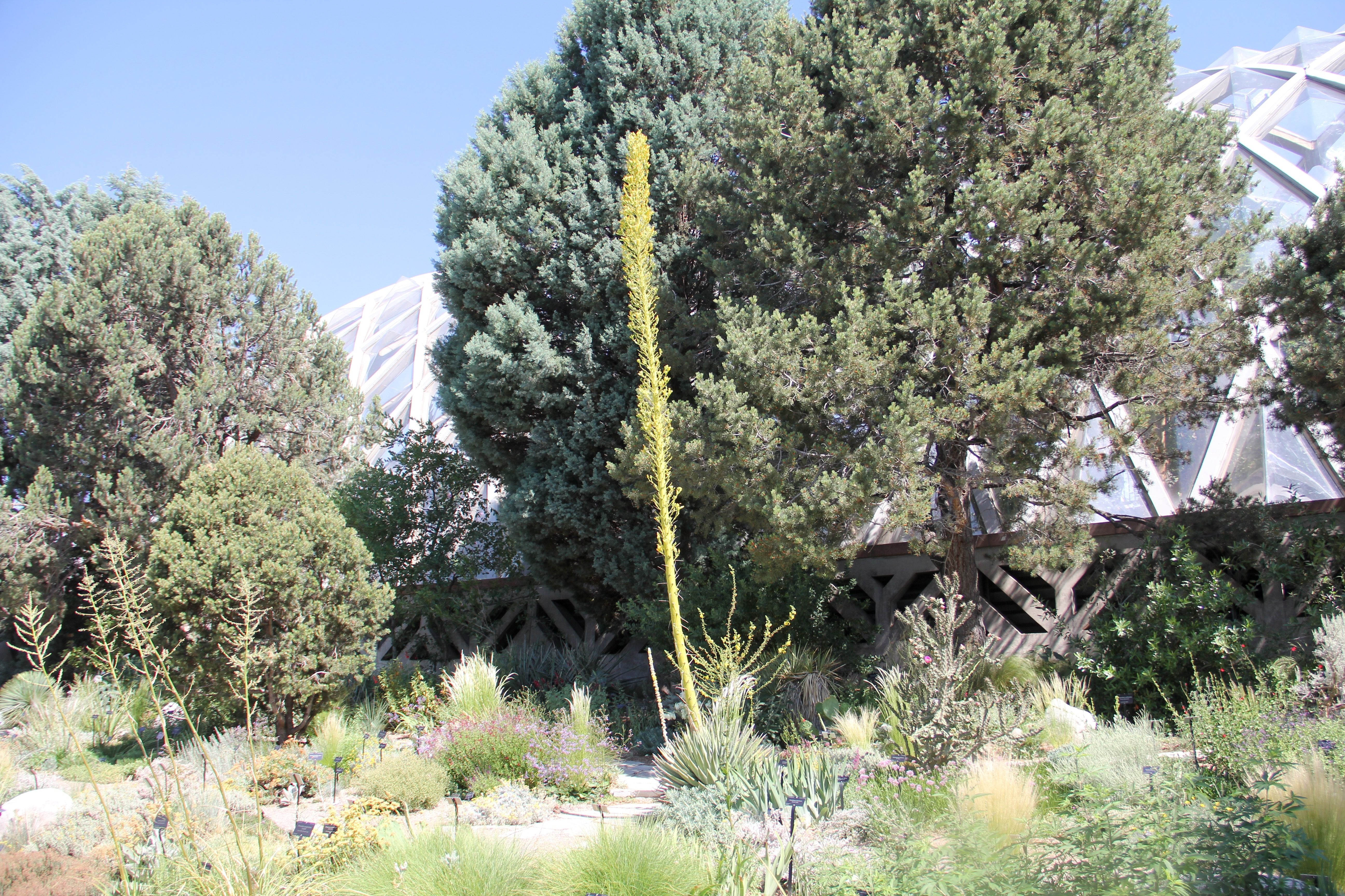 Denver Botanic Garden's rare "death bloom" nears its end
