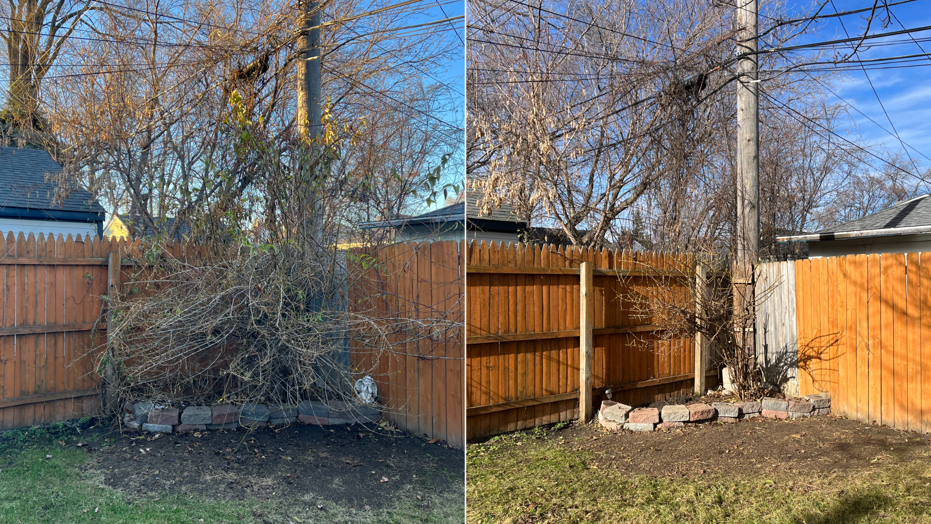 Side-by-side images of Joe's bush that he pruned with rental tools from Carhartt.
