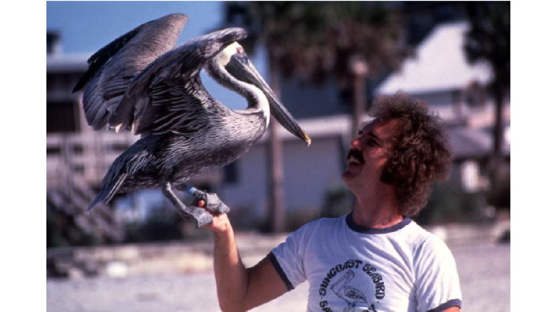 Zoologist Ralph T. Heath with rescued pelican at the Suncoast Bird Sanctuary in Indian Shores in 1996.