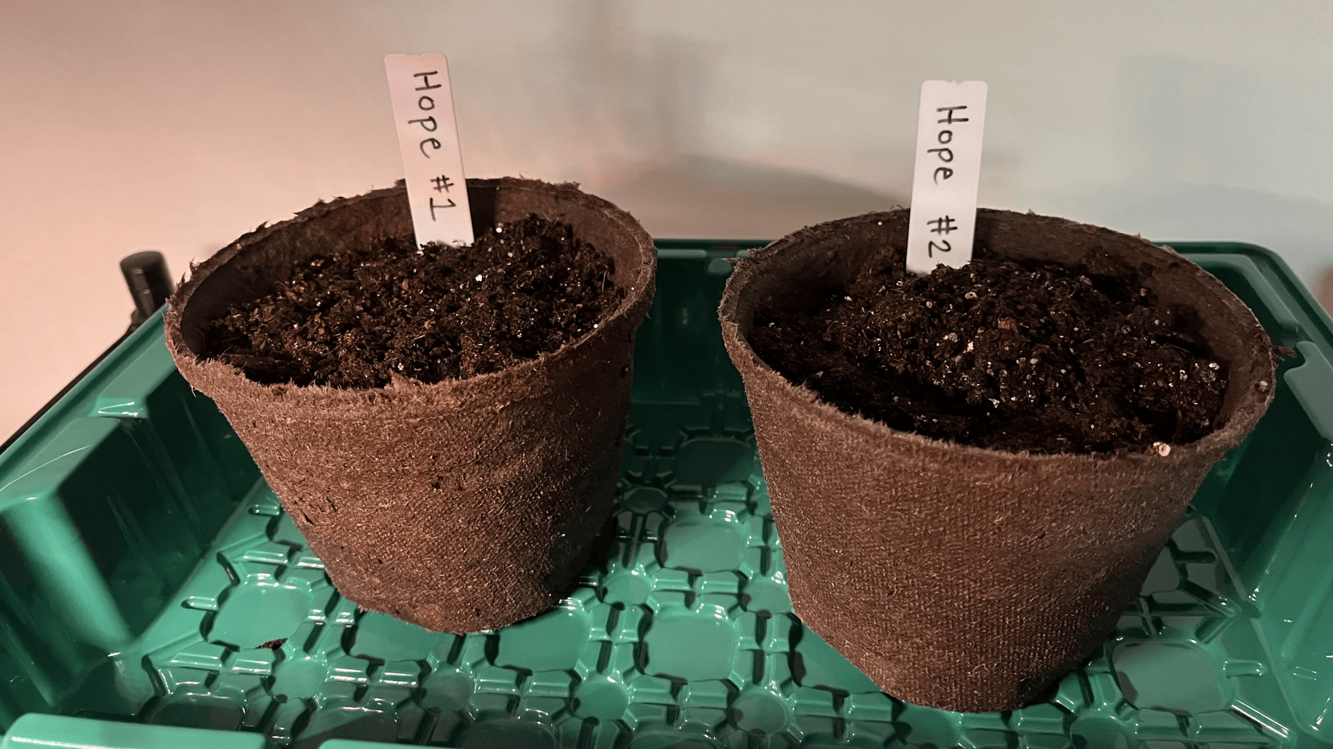 Two brown peat pots filled with dark soil labeled "Hope #1" and "Hope #2" sit on a green plastic tray, ready for seedlings.