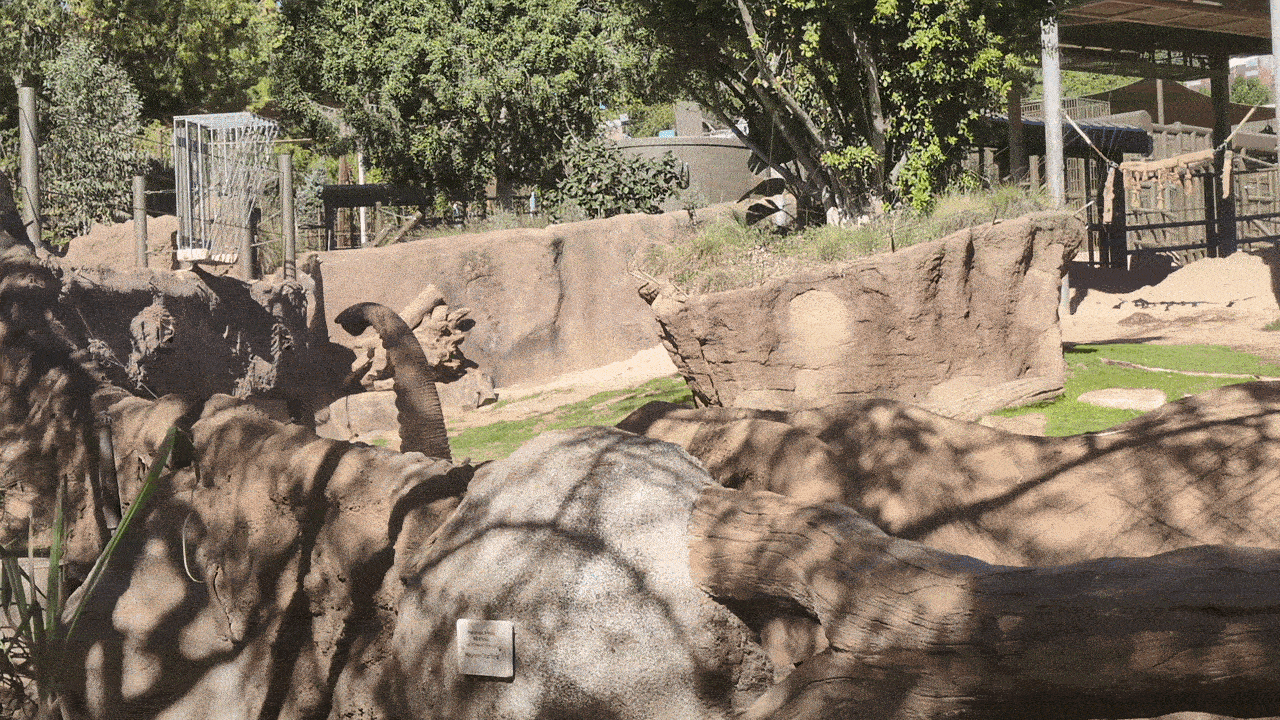 Elephant waving her trunk at the Safari Park.