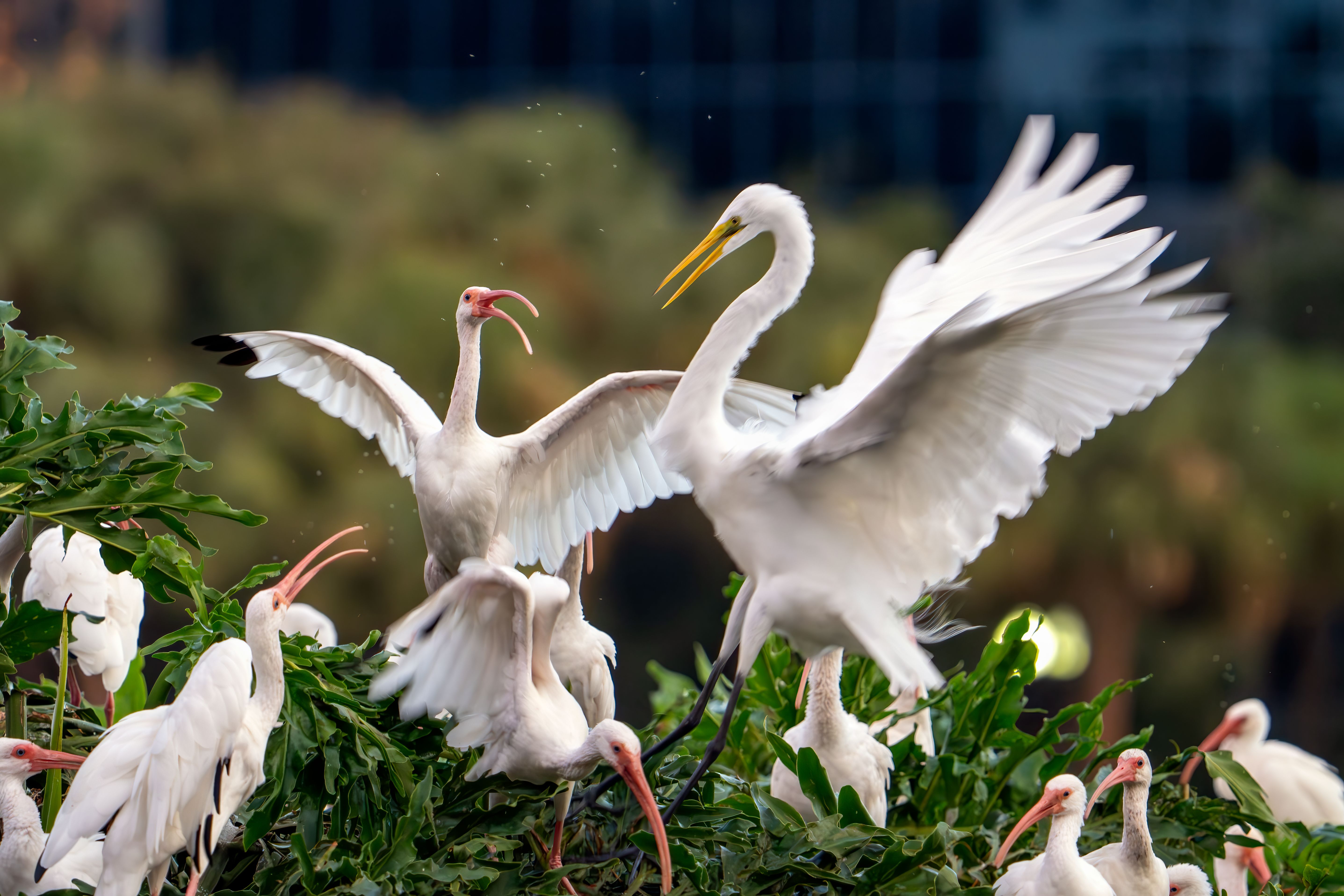 A great egret and a white ibis engage in a brief territorial dispute as they settle in for the evening, joining other birds arriving at their roosting spots at sunset in Lake Eola Park in Orlando, Florida. (Photo by Ronen Tivony/NurPhoto via Getty Images)
