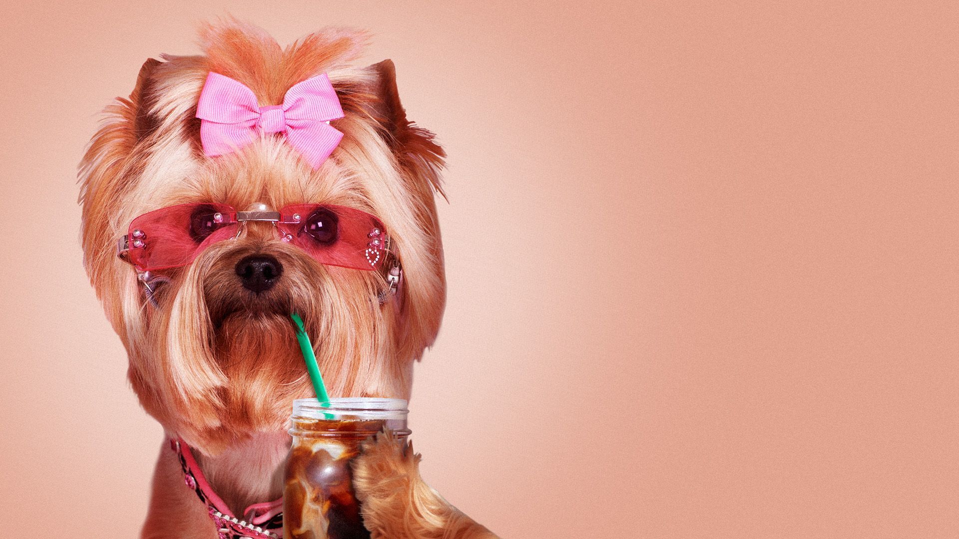 dog with a bow in its hair sipping coffee